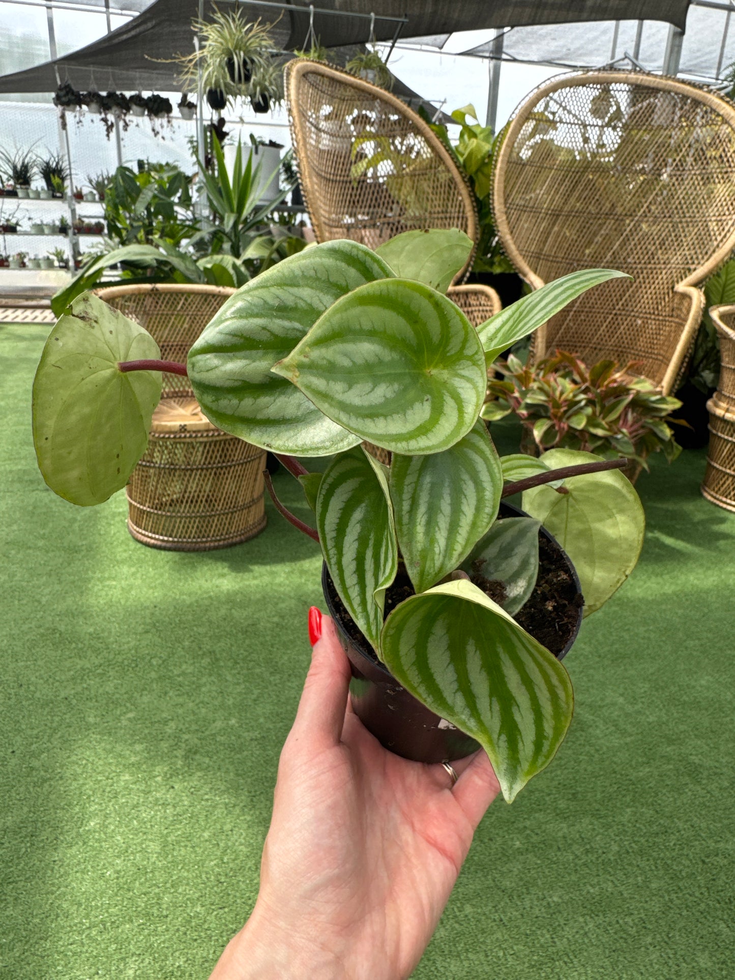 Person holding a potted plant on a green surface with a blurred indoor background