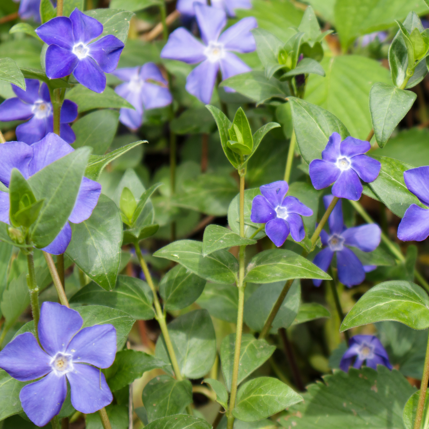 Blue periwinkle illumination vinca minor flowers with white centers growing among green leaves in a garden setting.