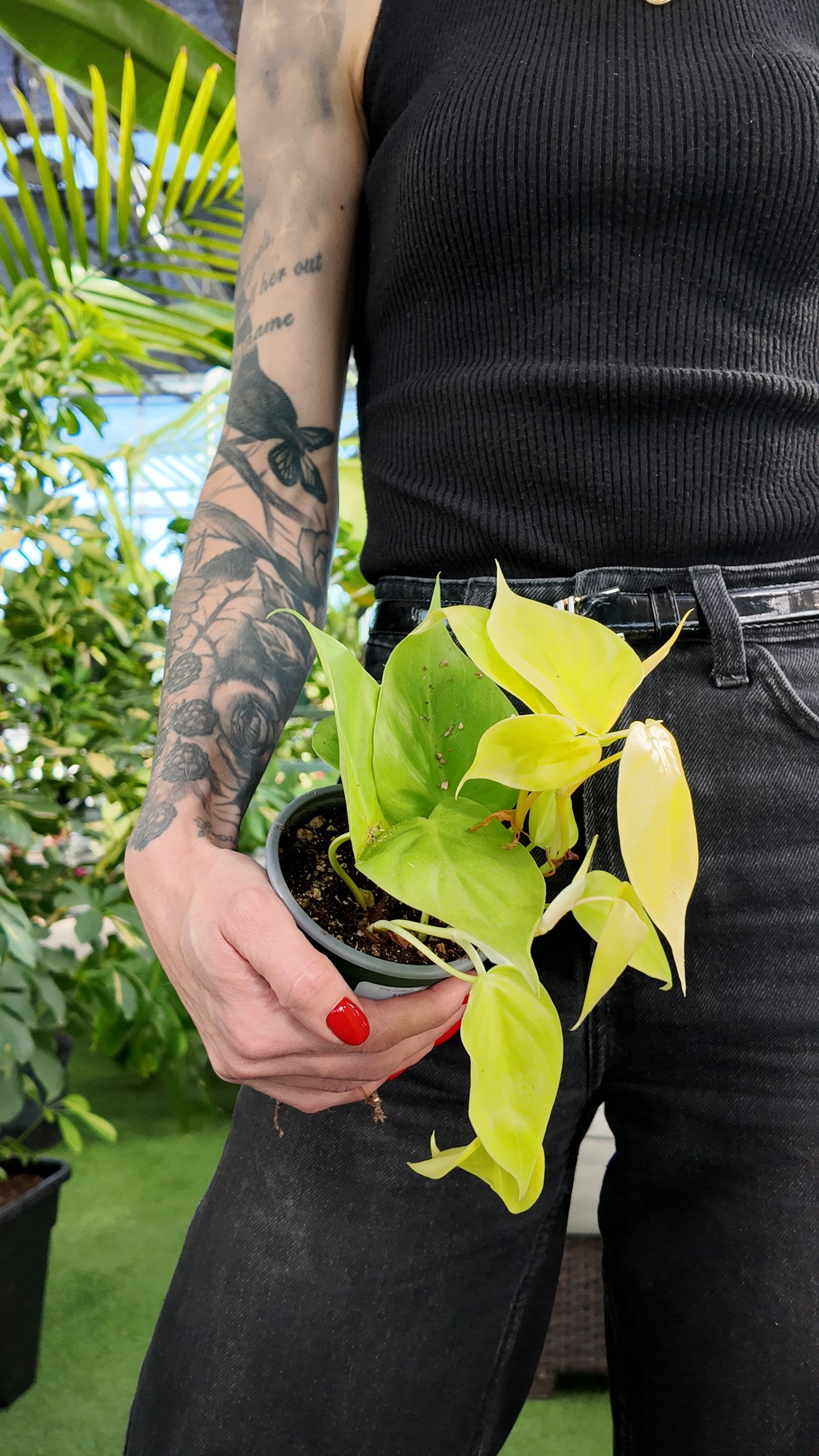 Person holding a potted Philo Cordatum - Lime  plant with tattoos on arm, standing in an indoor garden setting