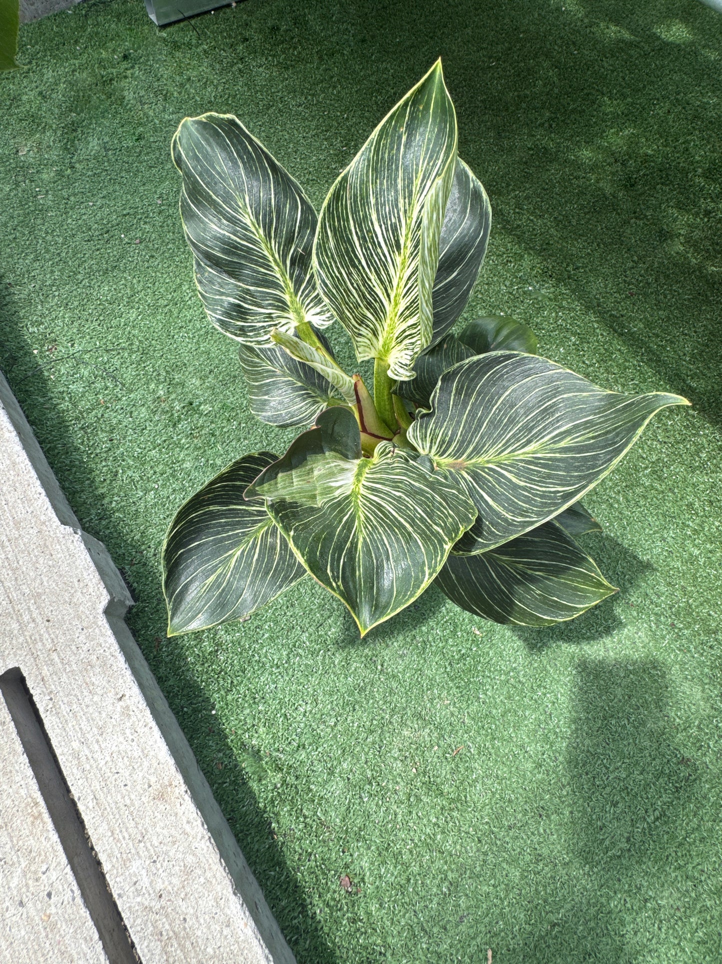 Philodendron Birkin plant on green surface