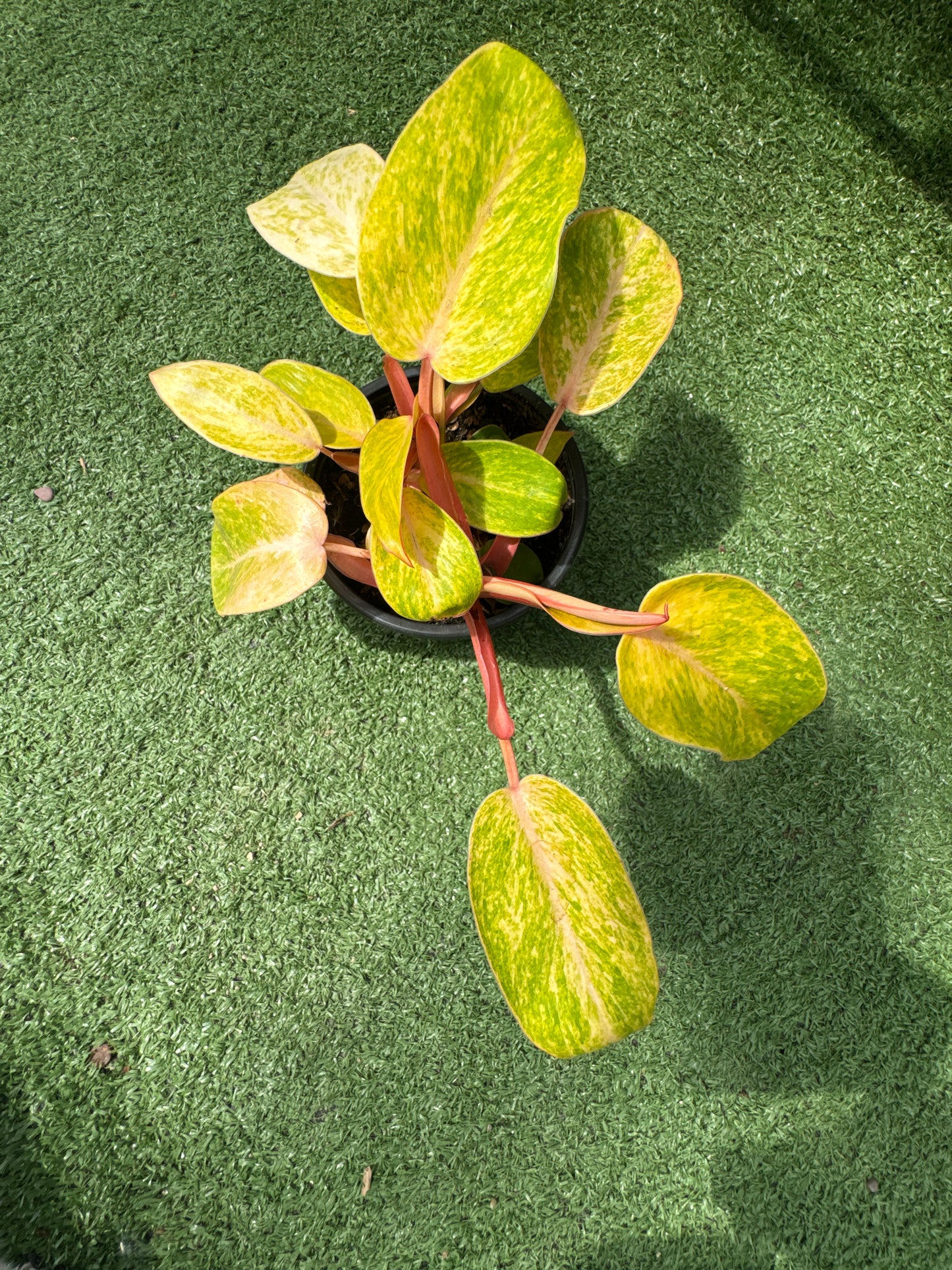 Potted Philo Paraiso (Philodendron 'Paraiso Verde') plant with yellow and green leaves on a textured green surface