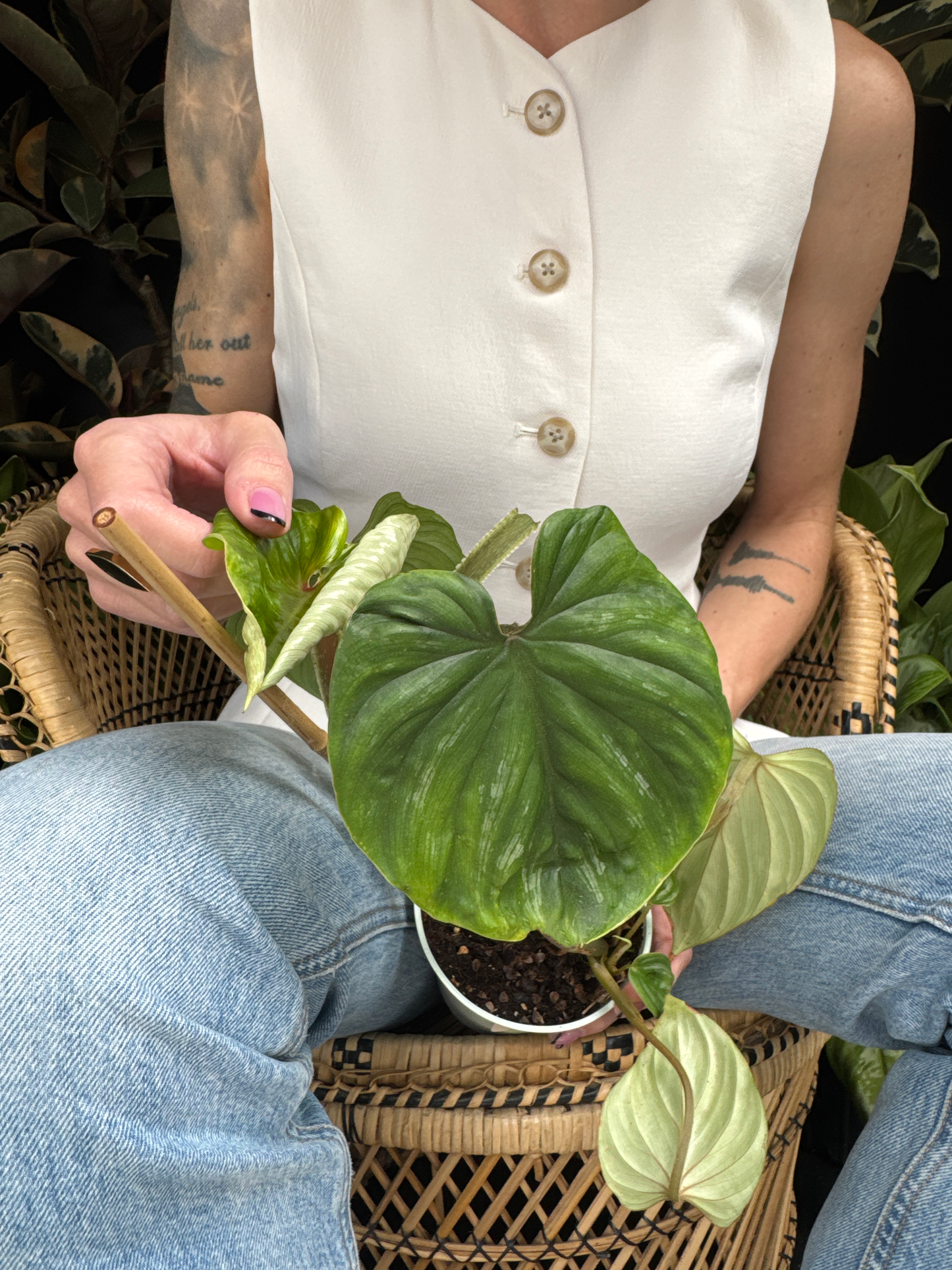 Person holding a potted Philodendron plowmanii plant sitting in a wicker chair and dark greenery in the background