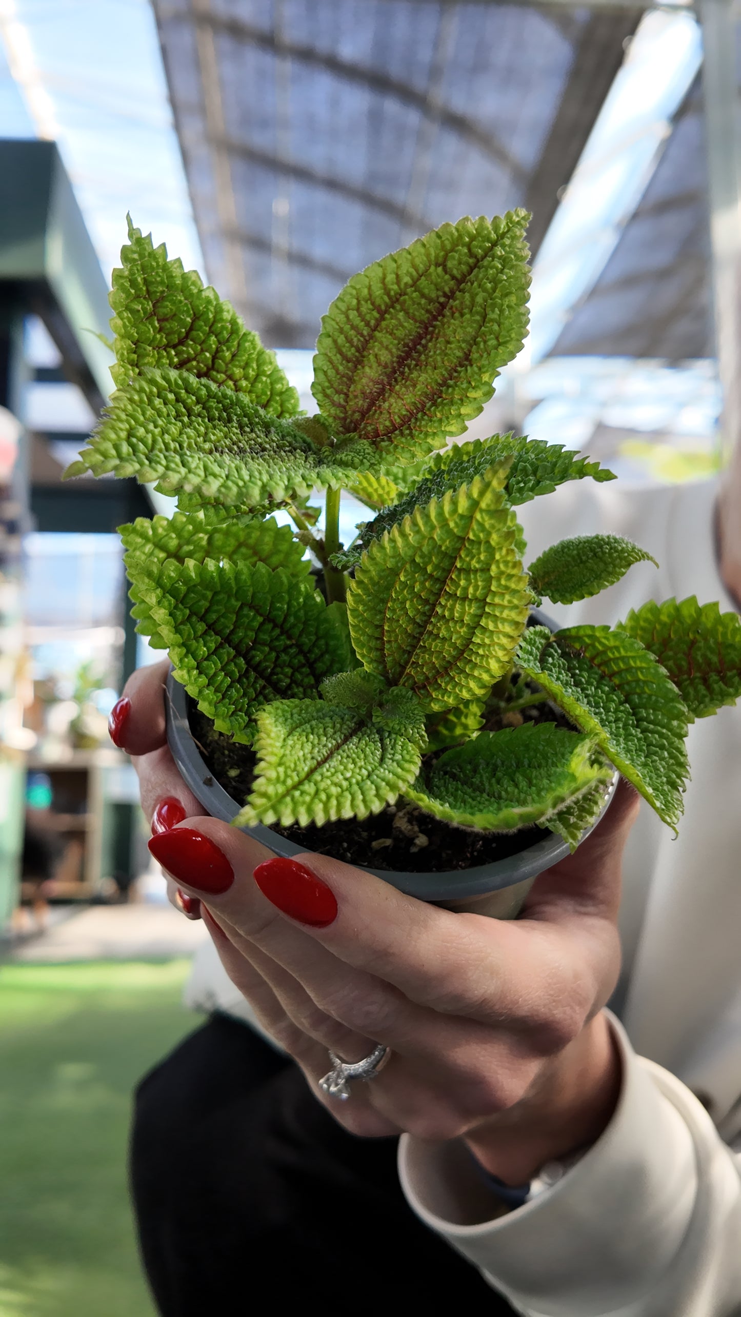 Person holding a potted Pilea-Moon Valley plant with blurred background