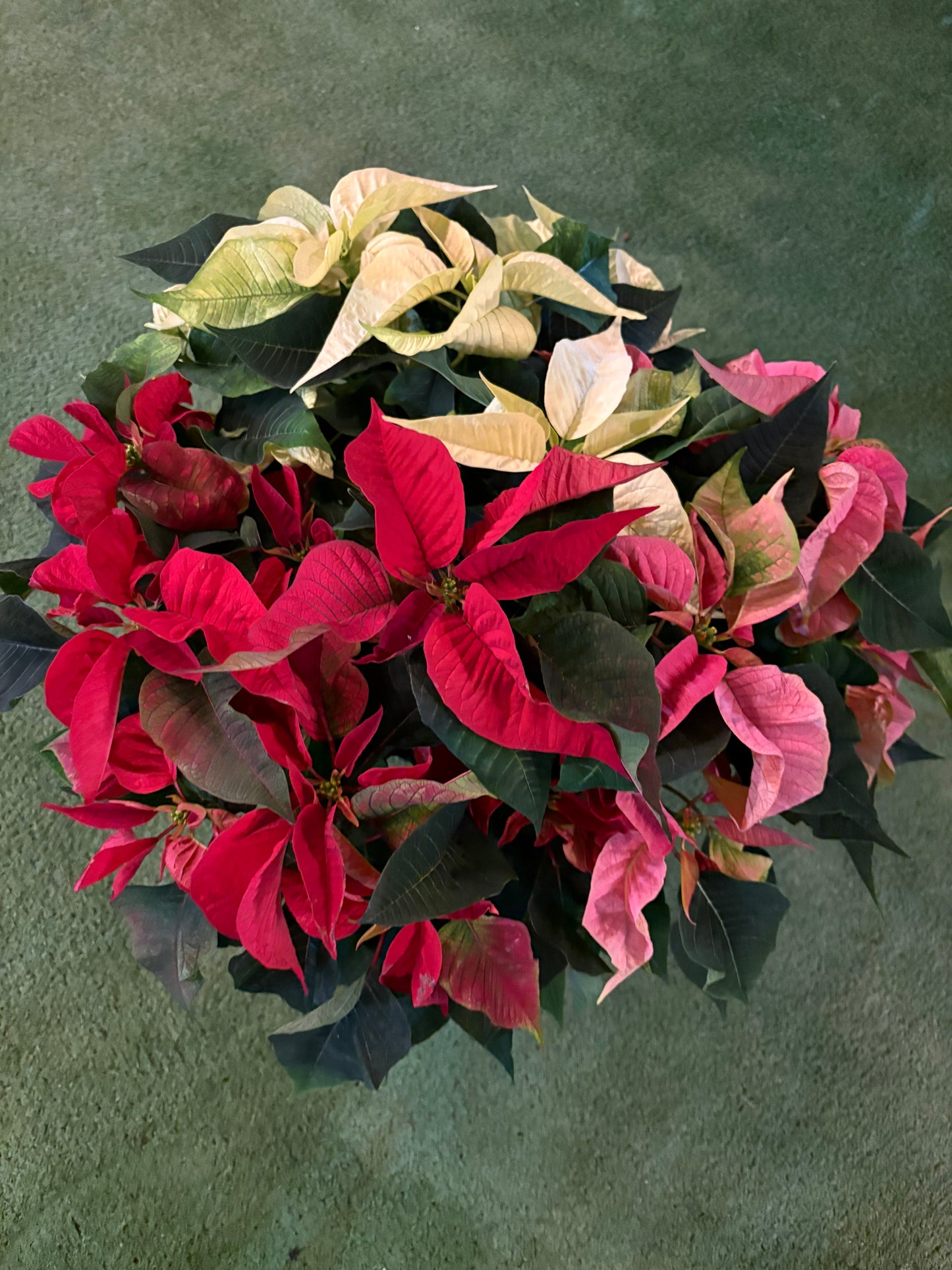 Poinsettia Tricolor