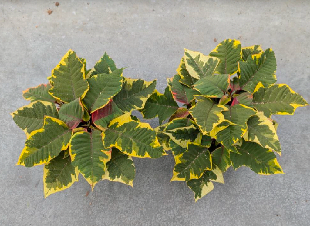 Two potted Poinsettia Tricolor plants with green and yellow leaves on a gray surface