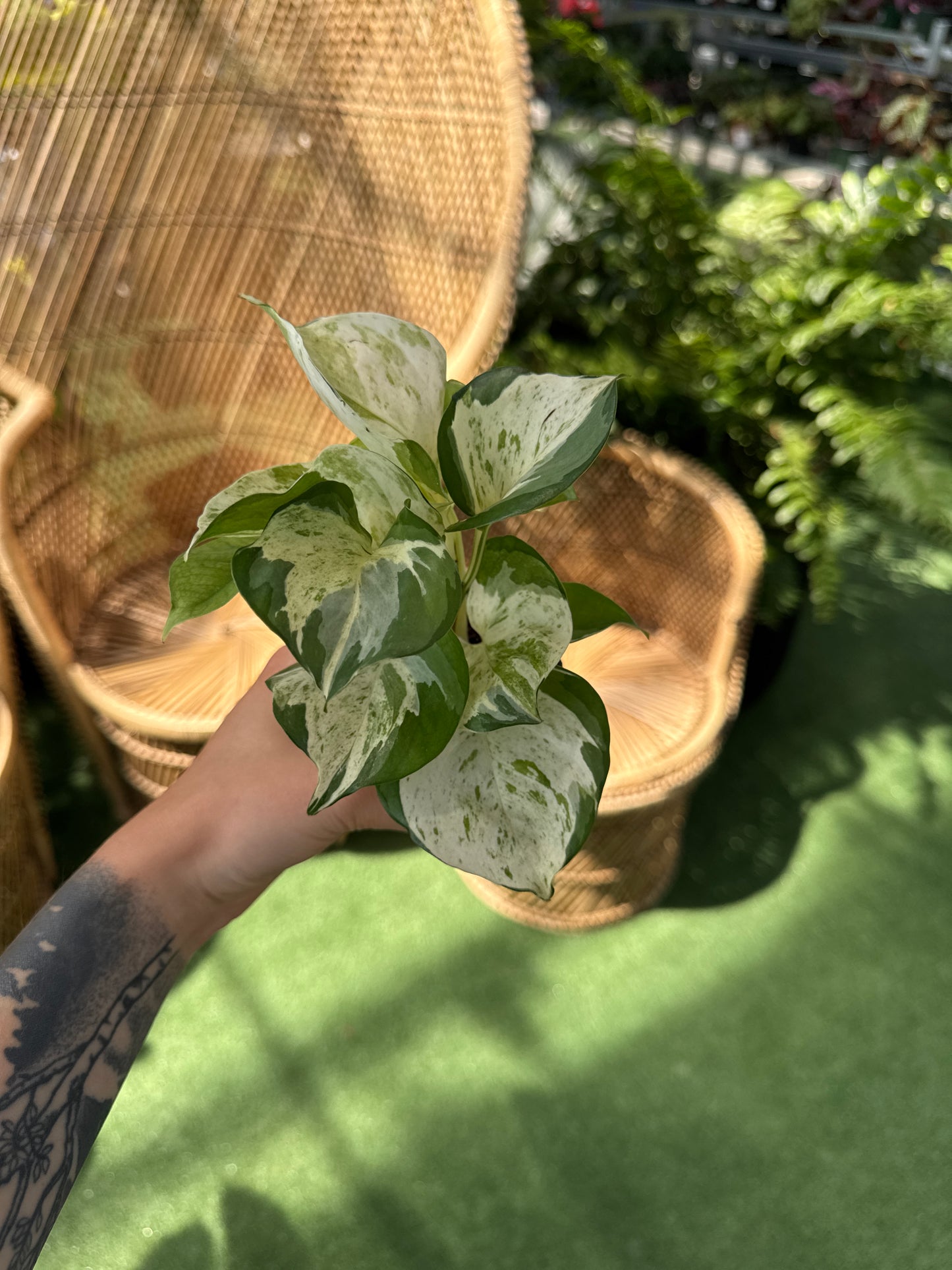 person holding a Pothos Majula plant infant of blurred background
