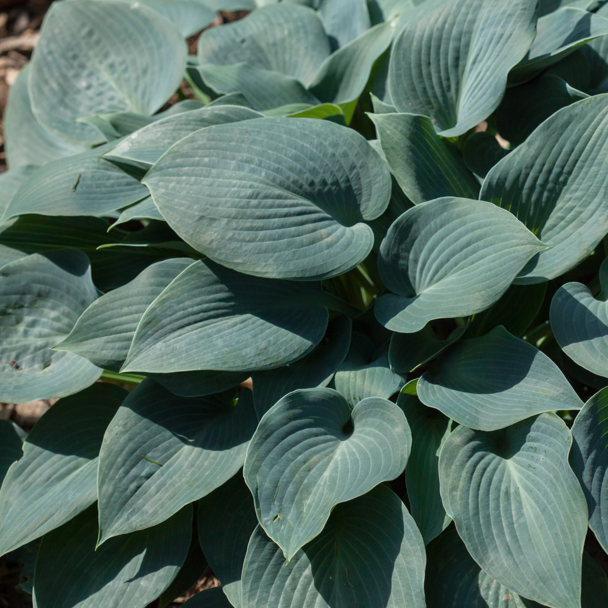 dark green leaves of a prairie sky hosta outdoor plant in an outdoor garden setting
