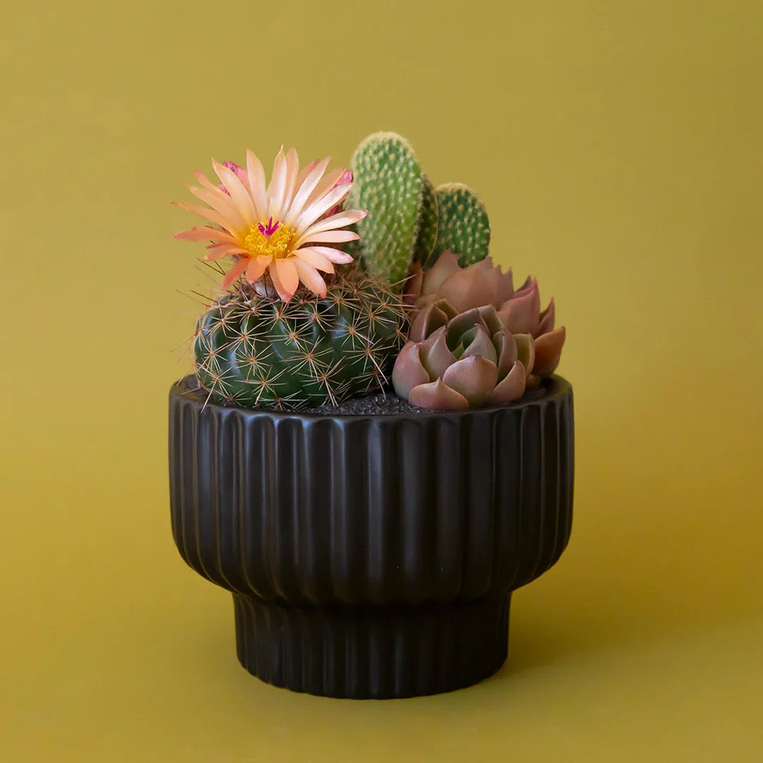 Black ribbed Presley Pedestal planter with cacti and succulents on a yellow background