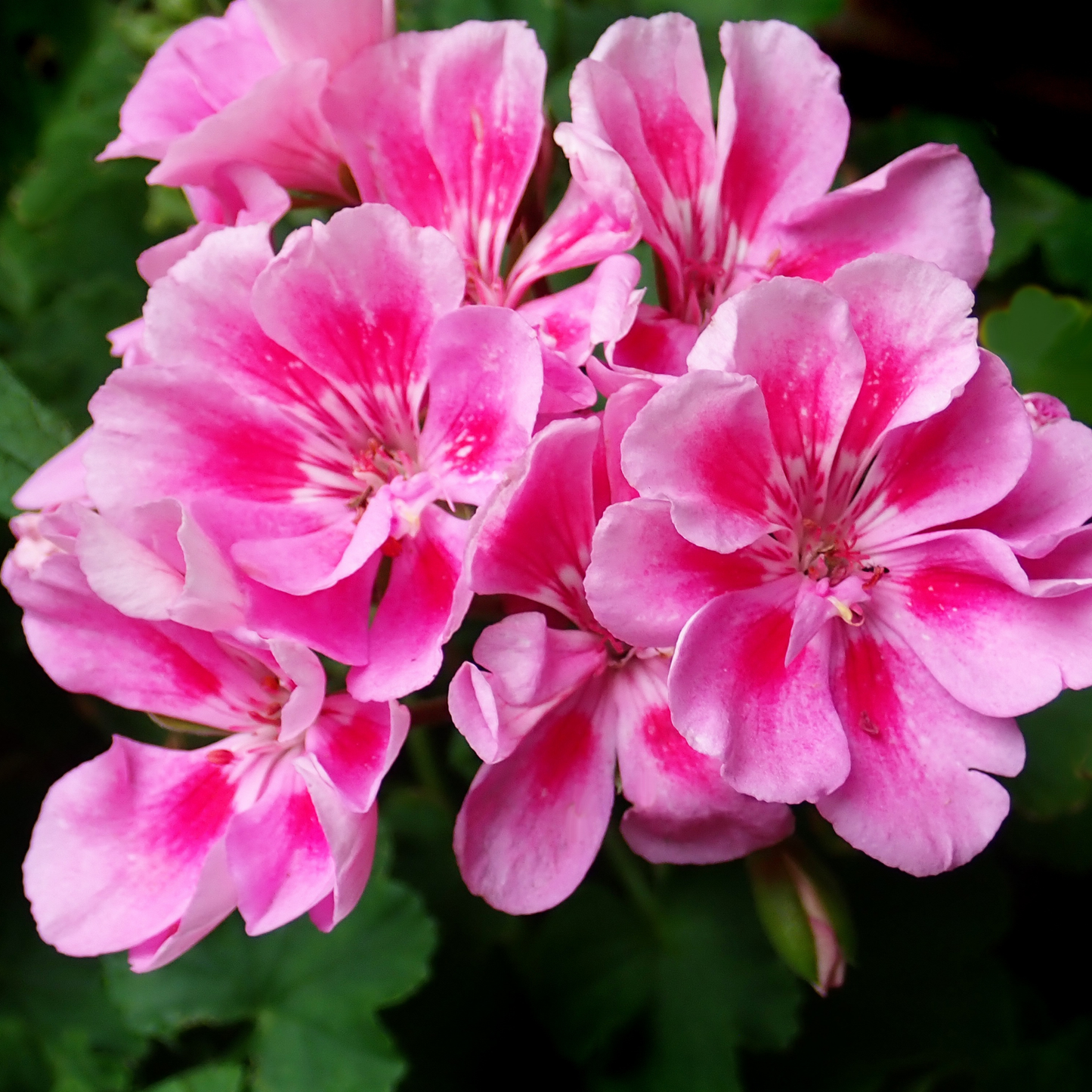 bright pink geranium flowers with a pale centre a =nd a blurred green background