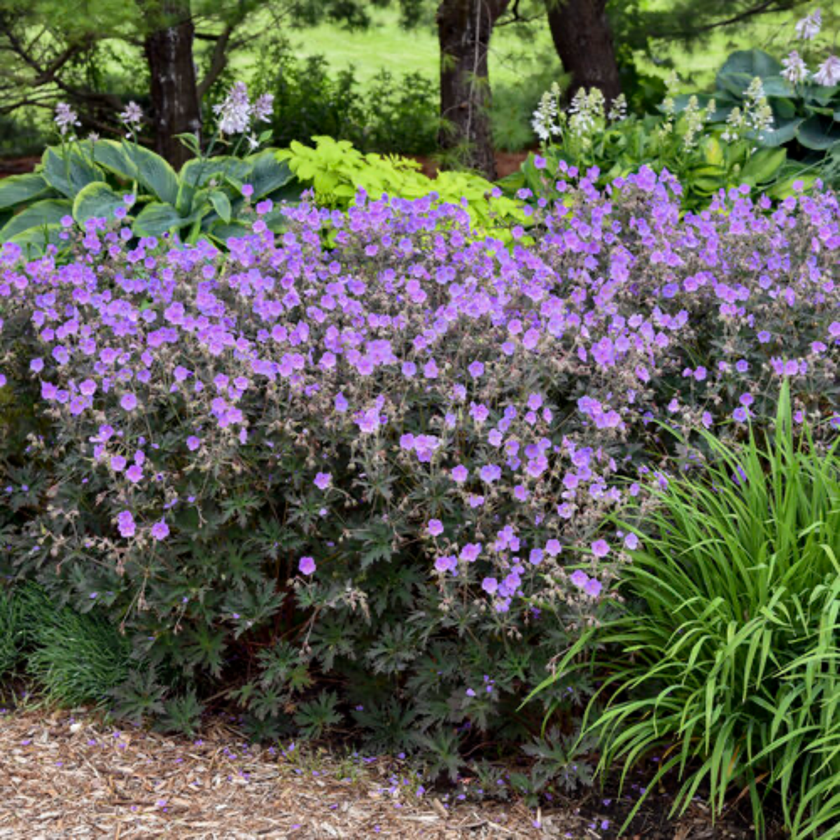 a garden full of outdoor plants with a dark leafed purple flowered boom chocolate cranesbill geranium plant in the centre focused in an outdoor garden setting