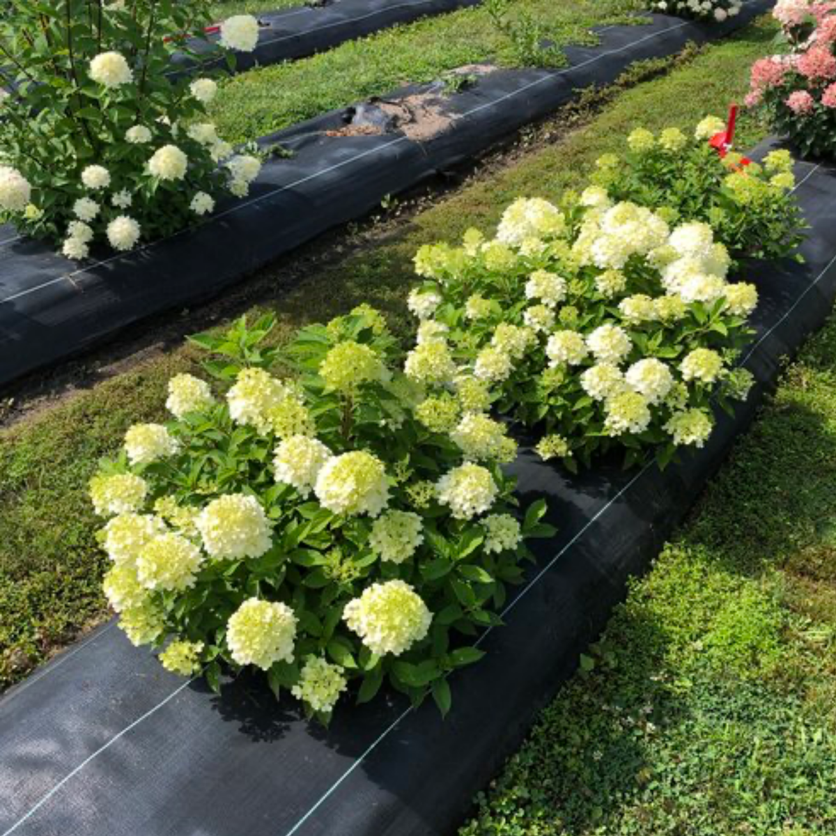 a few fire light tidbit hydrangea plants with white flowers and dark green leaves growing from gardening fabric growing in organized rows in an outdoor setting