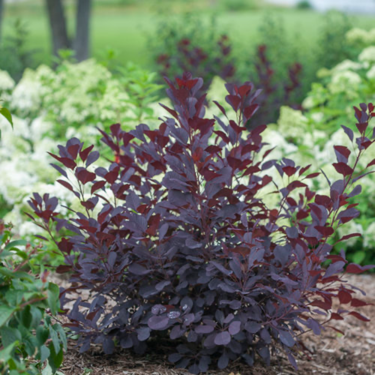 a stand alone dark red Minecraft black smoke bush in an outdoor garden setting