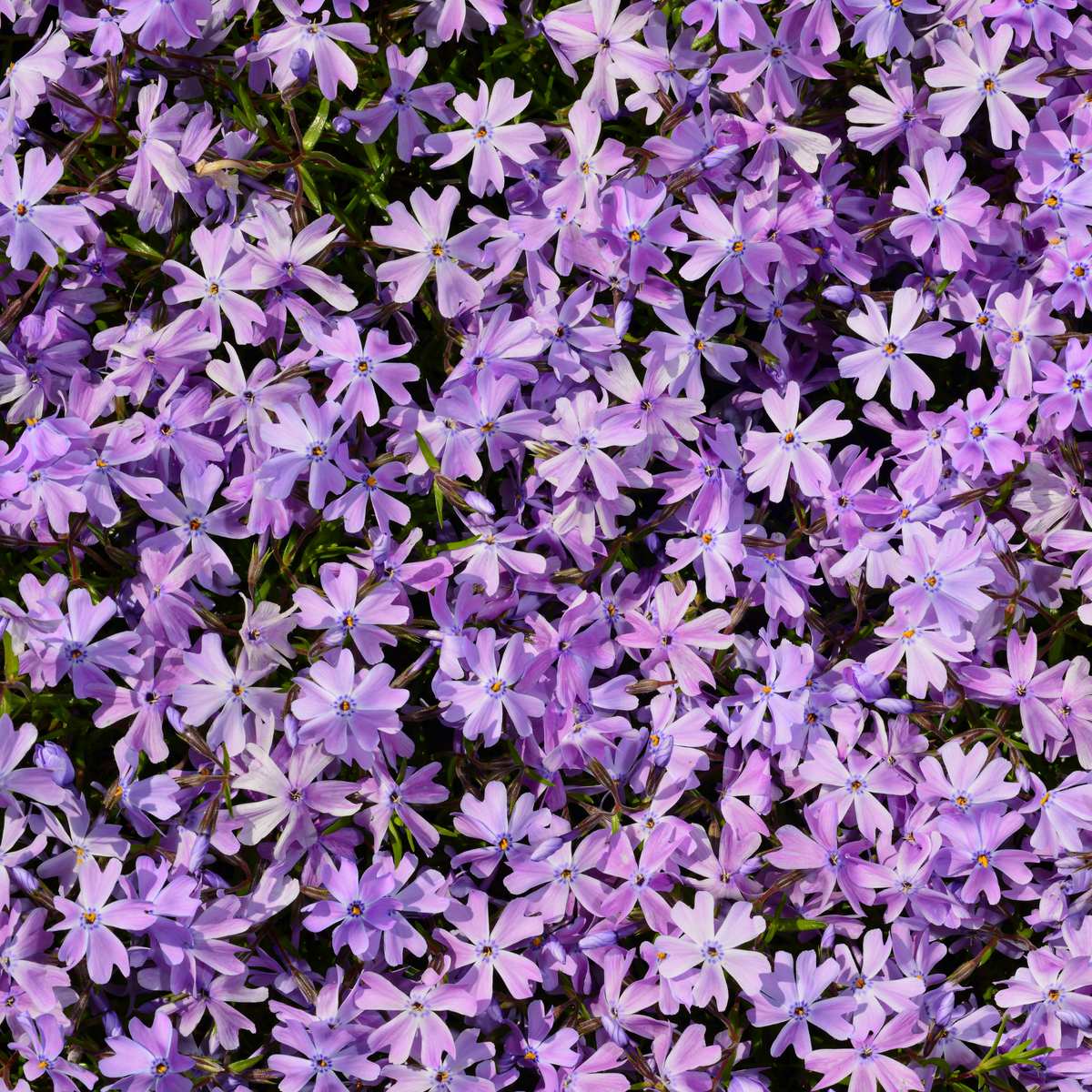 many pale purple beauty moss phlox flowers acting as a ground cover in an outdoor garden settu=ing