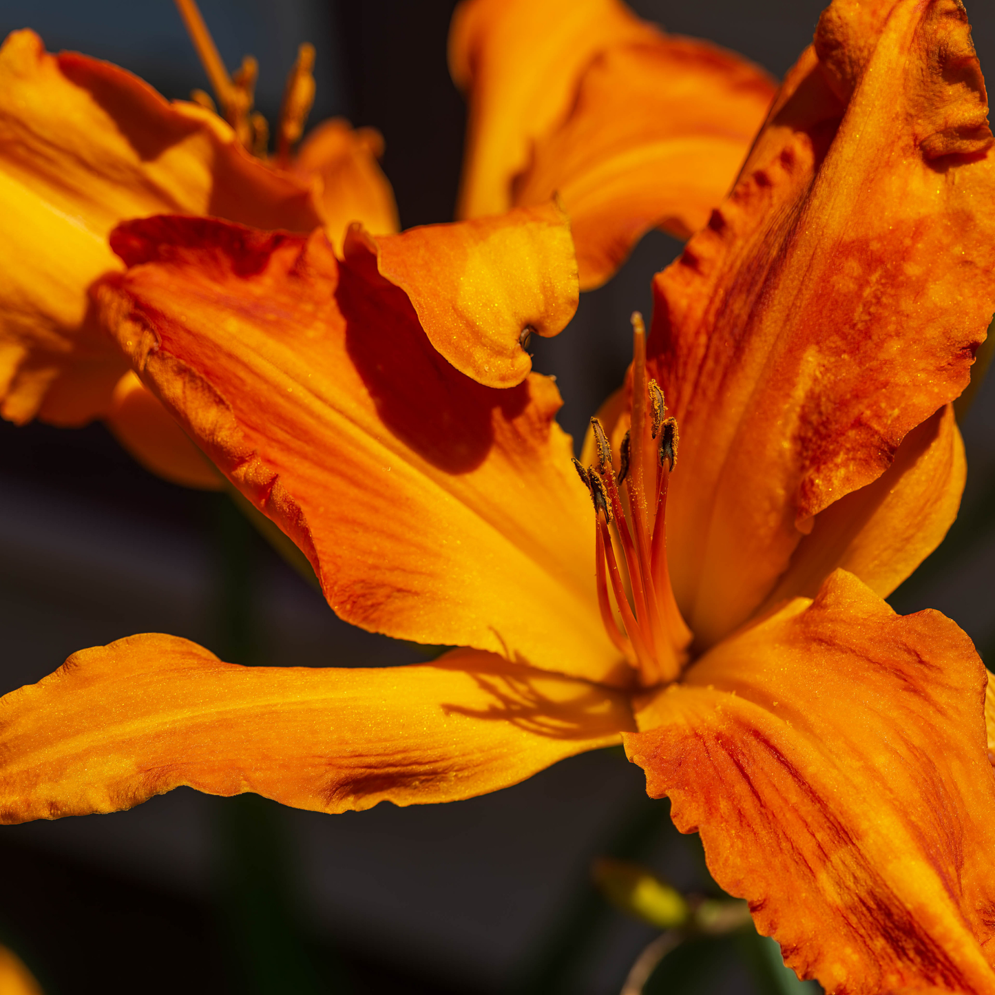 A close-up photograph of a vibrant orange and yellow rainbow rhythm primal scream daylily flower with ruffled petals and prominent stamens, set against a dark blurred background.