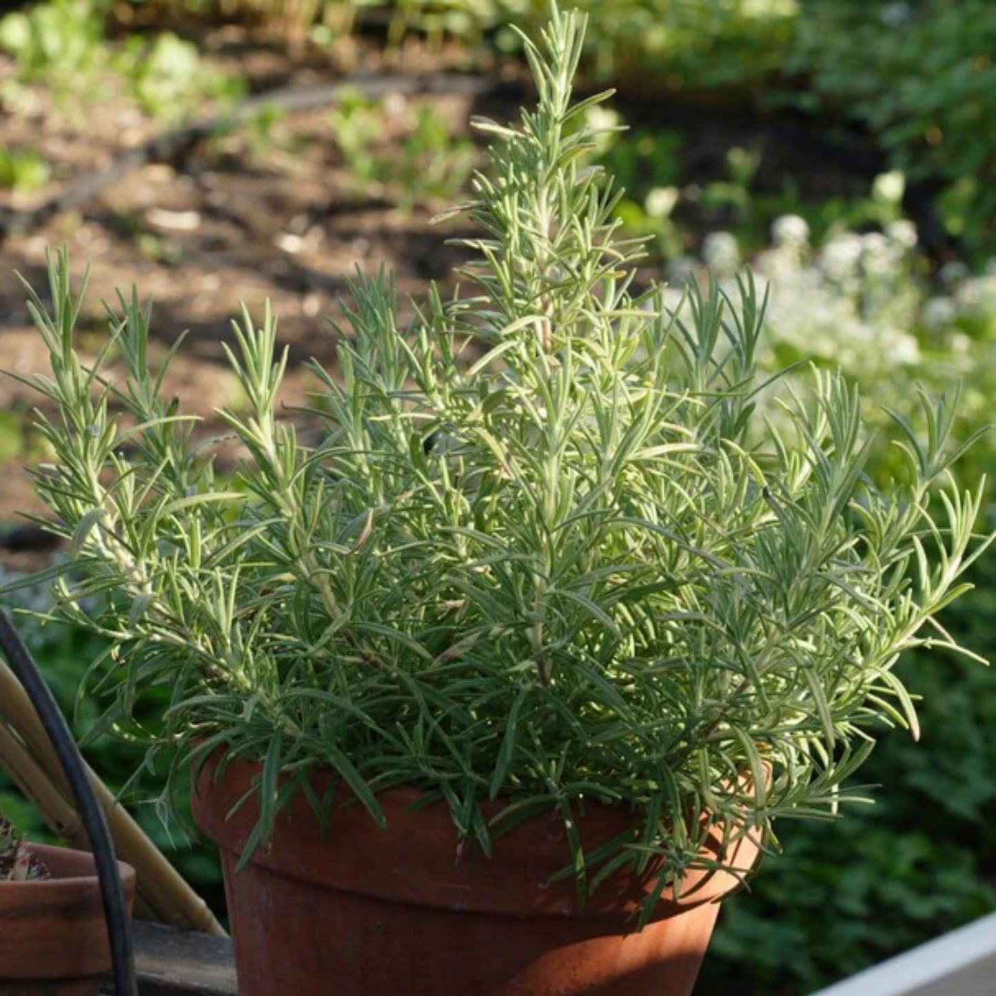 a potted rosemary plant in a terracotta pot with a garden background