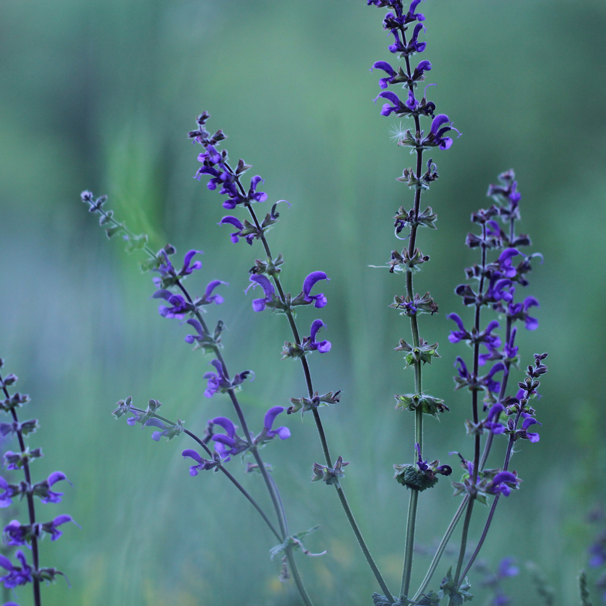 a few stems of bright purple sally rosa April night meadow sage flowering stocks in an outdoor garden setting