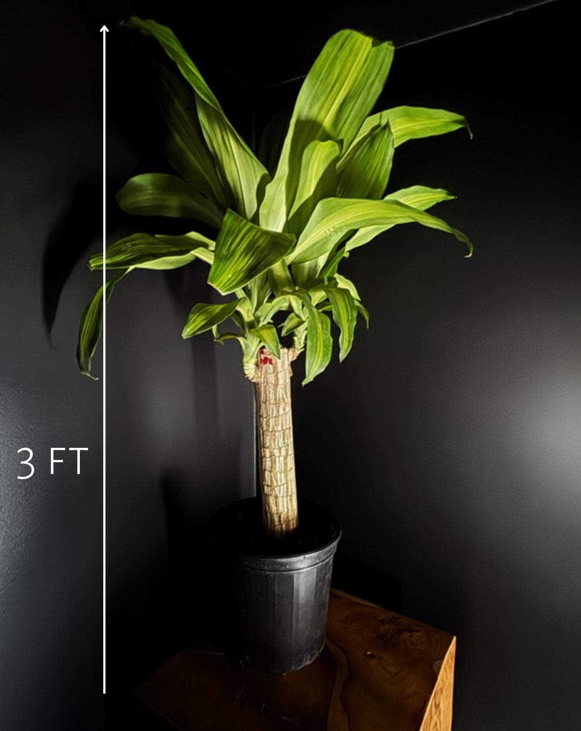 Dracaena ‘Mass Cane’ Single