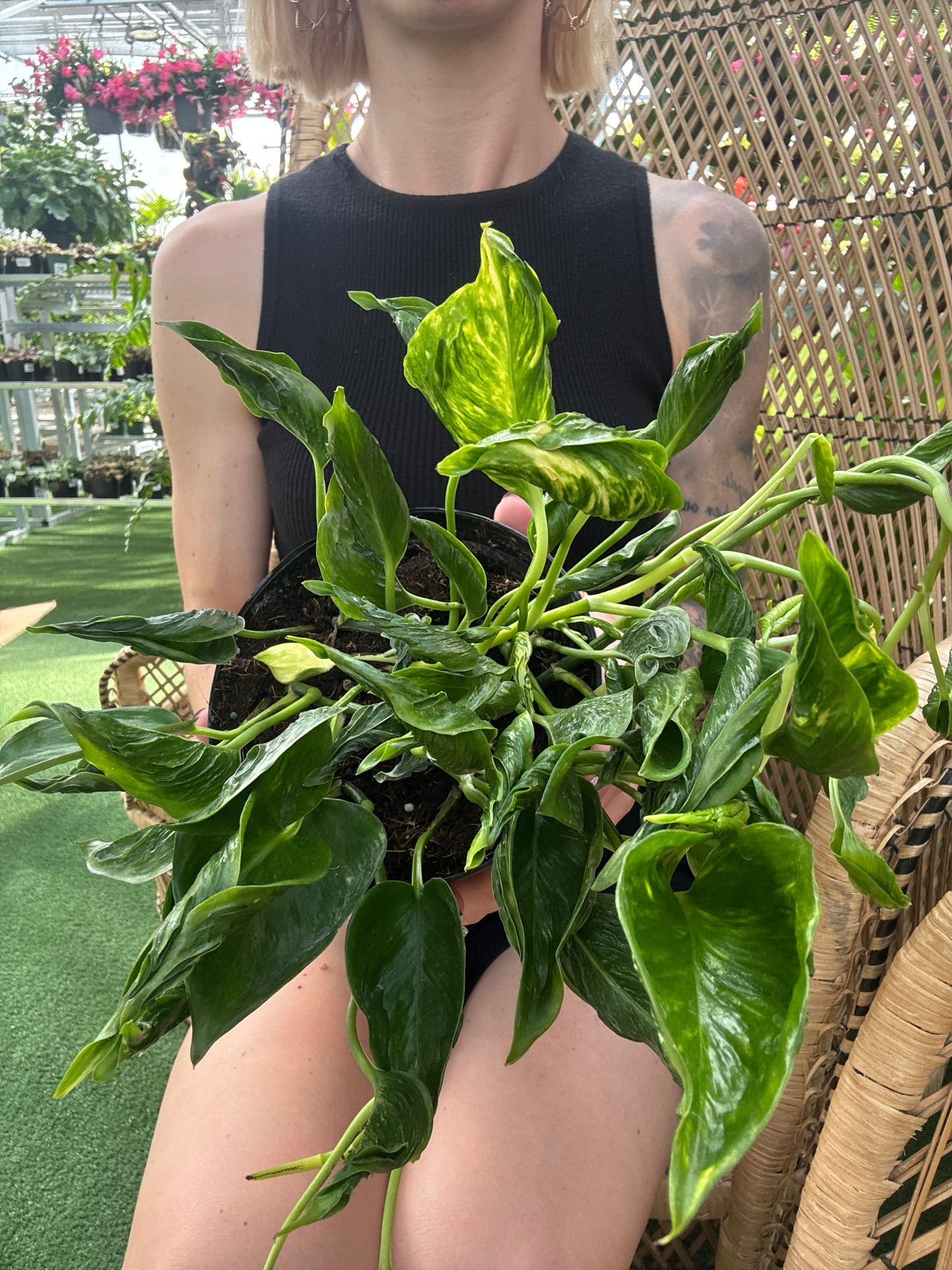 Person holding a green leafy Epipremnum aureum ‘Shangri-La’ plant in an indoor setting with plants in the background