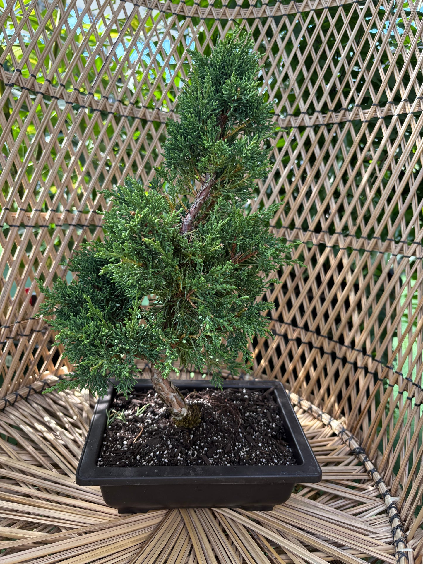 Shimpaku Bonsai tree sitting on a wicker chair