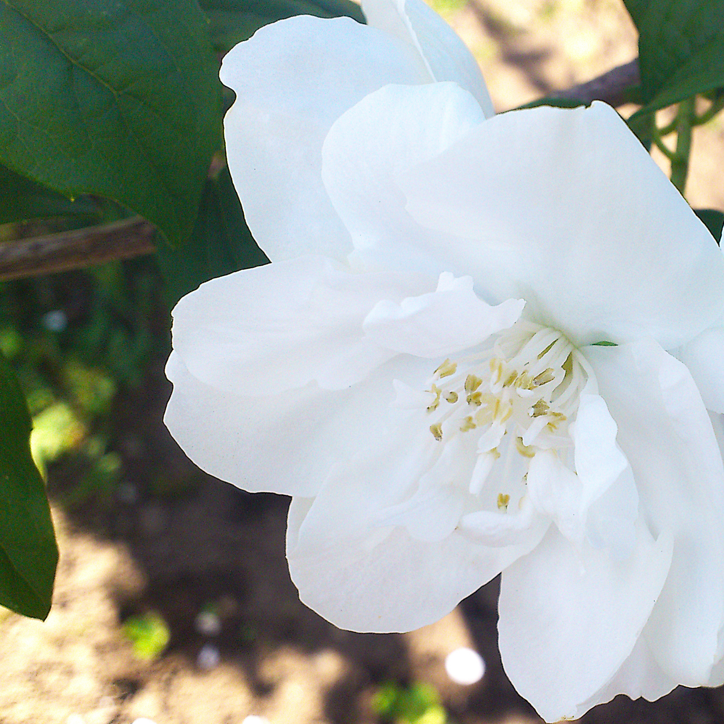 a close up of a bright white Snow White mock orange flower with a greenery background