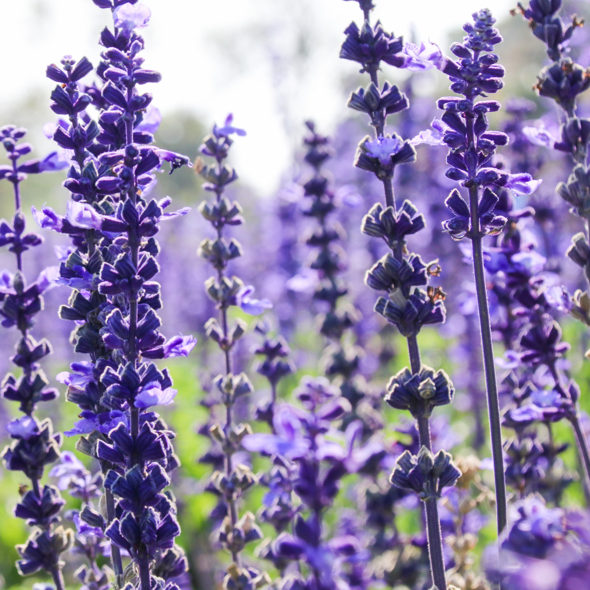 many stocks of bright purple spring king mini salvia flowering plants in an outdoor setting