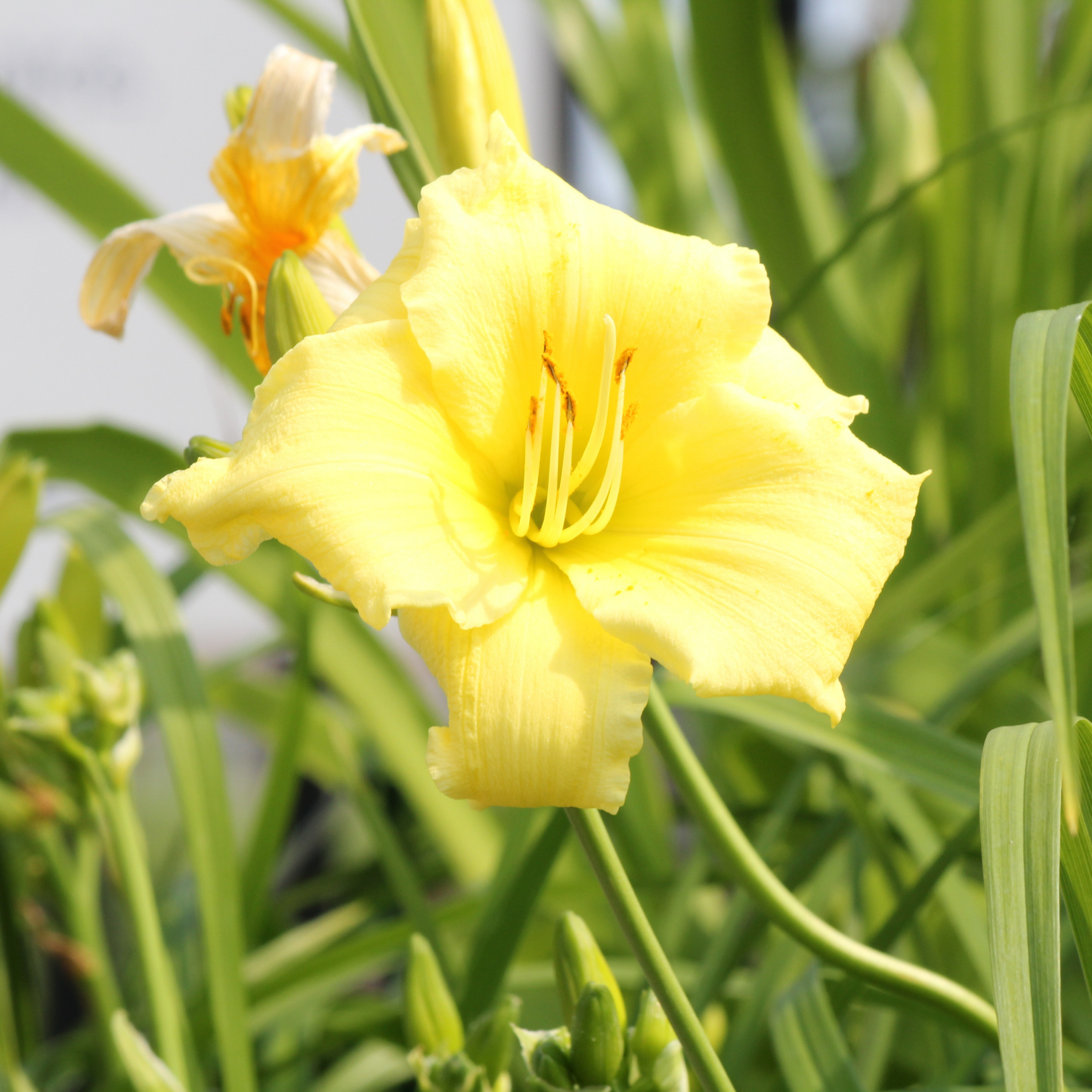a close up of a pale yellow Stella supreme daylily flower surrounded by outdoor greenery