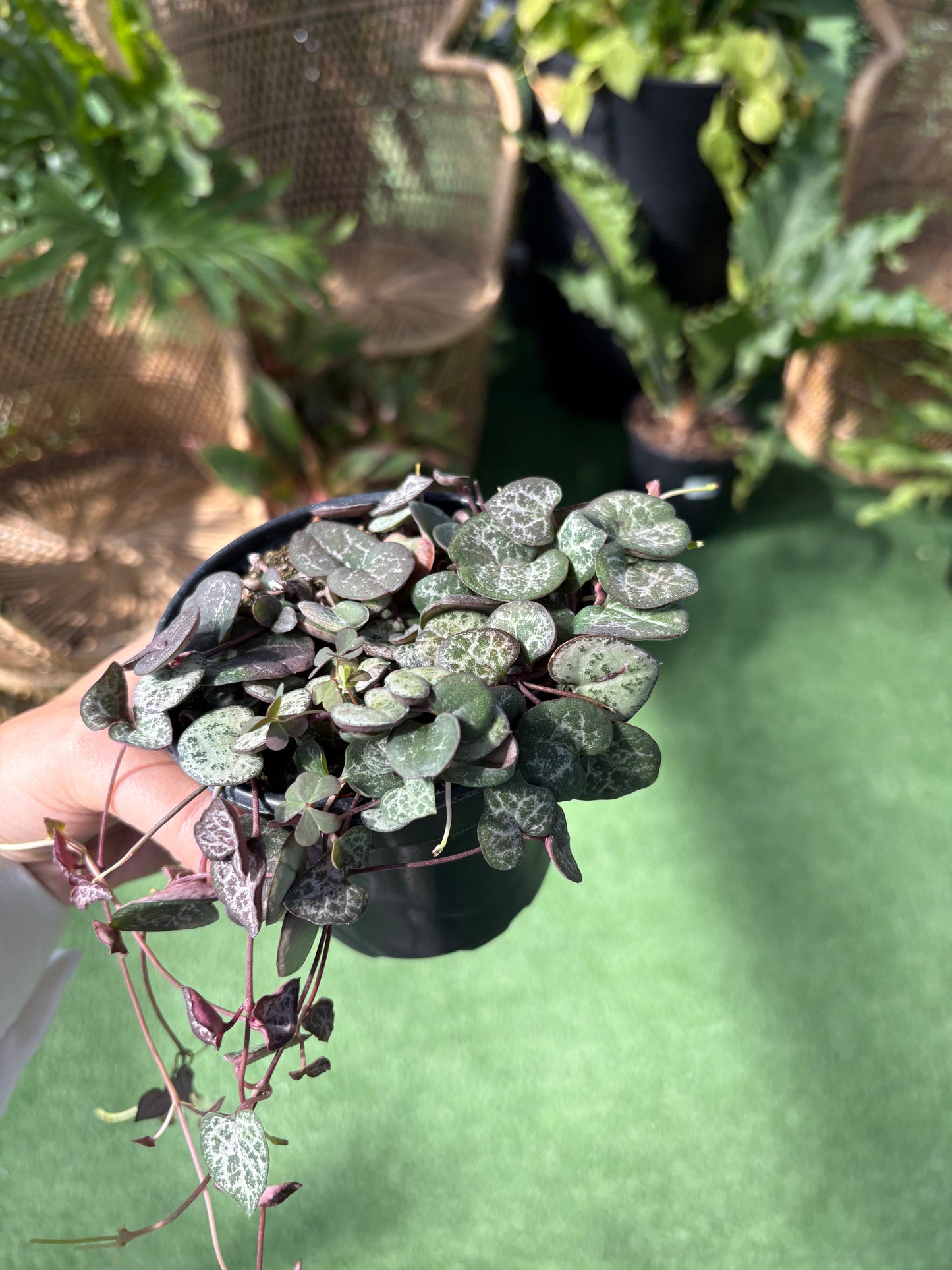 Hand holding a small potted String Of Hearts plant with a blurred green background