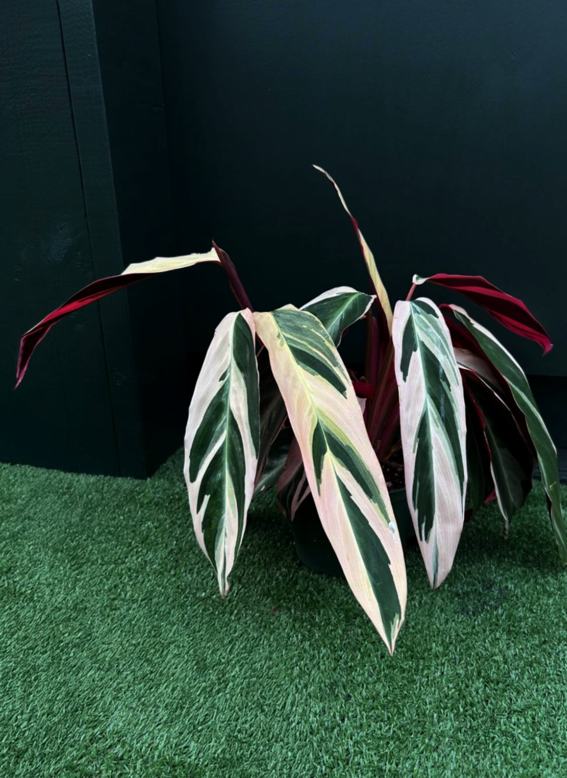 A Stromanthe 'Triostar' plant with vibrant, variegated leaves in shades of pink, cream, and green, potted on a green surface.