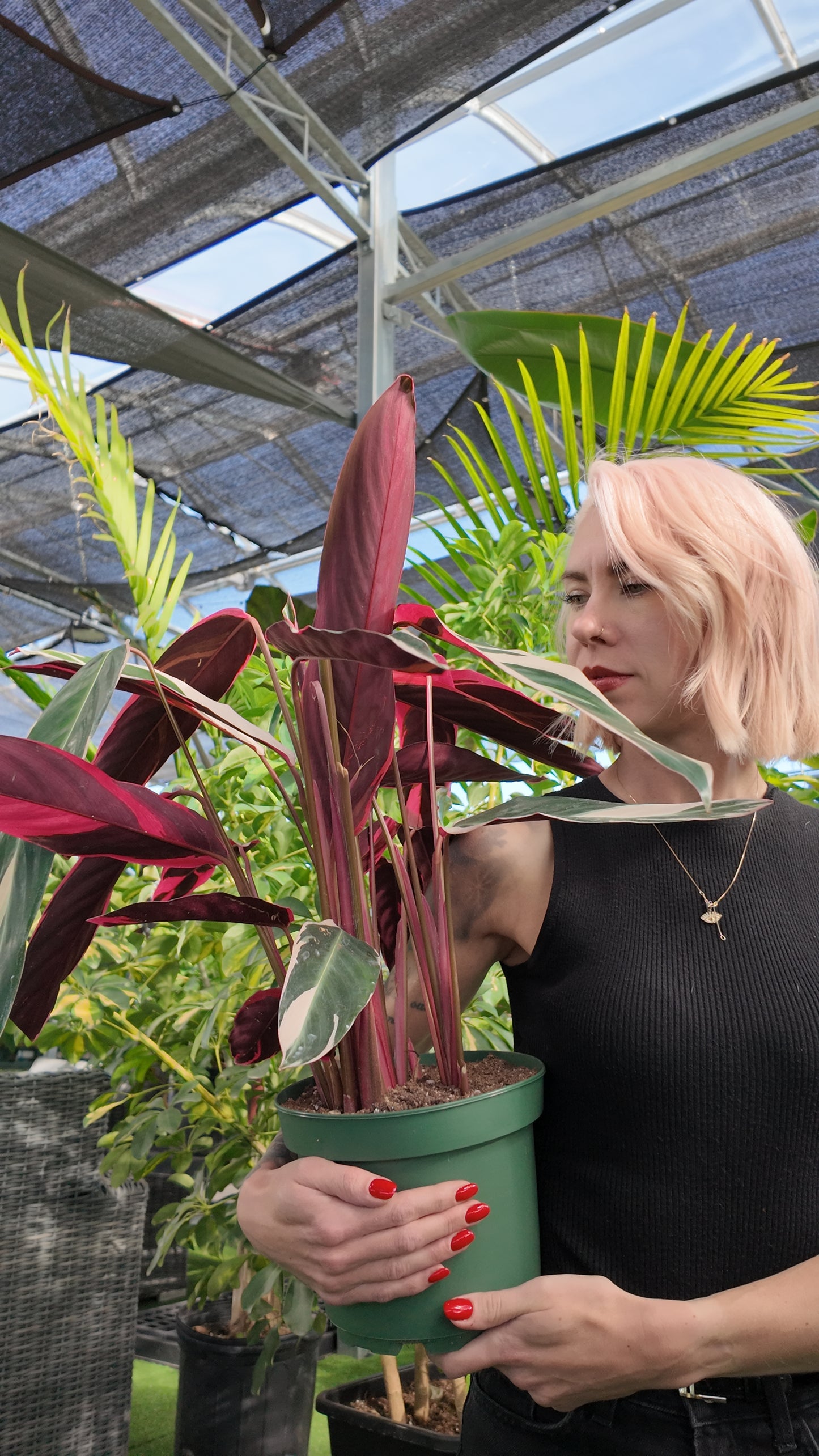 Person holding a potted Stromanthe 'Triostar' plant in a greenhouse setting
