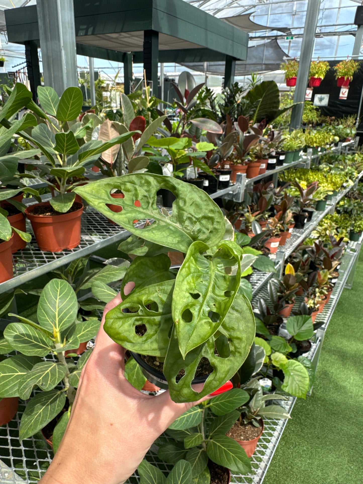 Hand holding a potted Swiss Cheese Monstera Adansonii plant with large leaves in a greenhouse setting