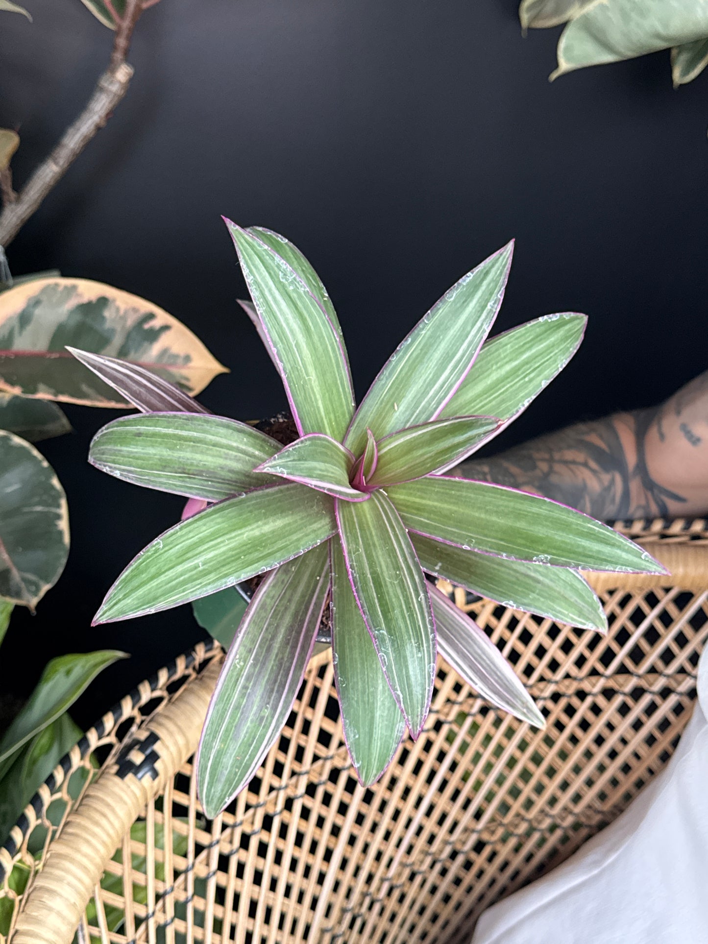 a person holding a Green Moses in a Boat Variegated plant with purple veins on a dark background in a wicker chair