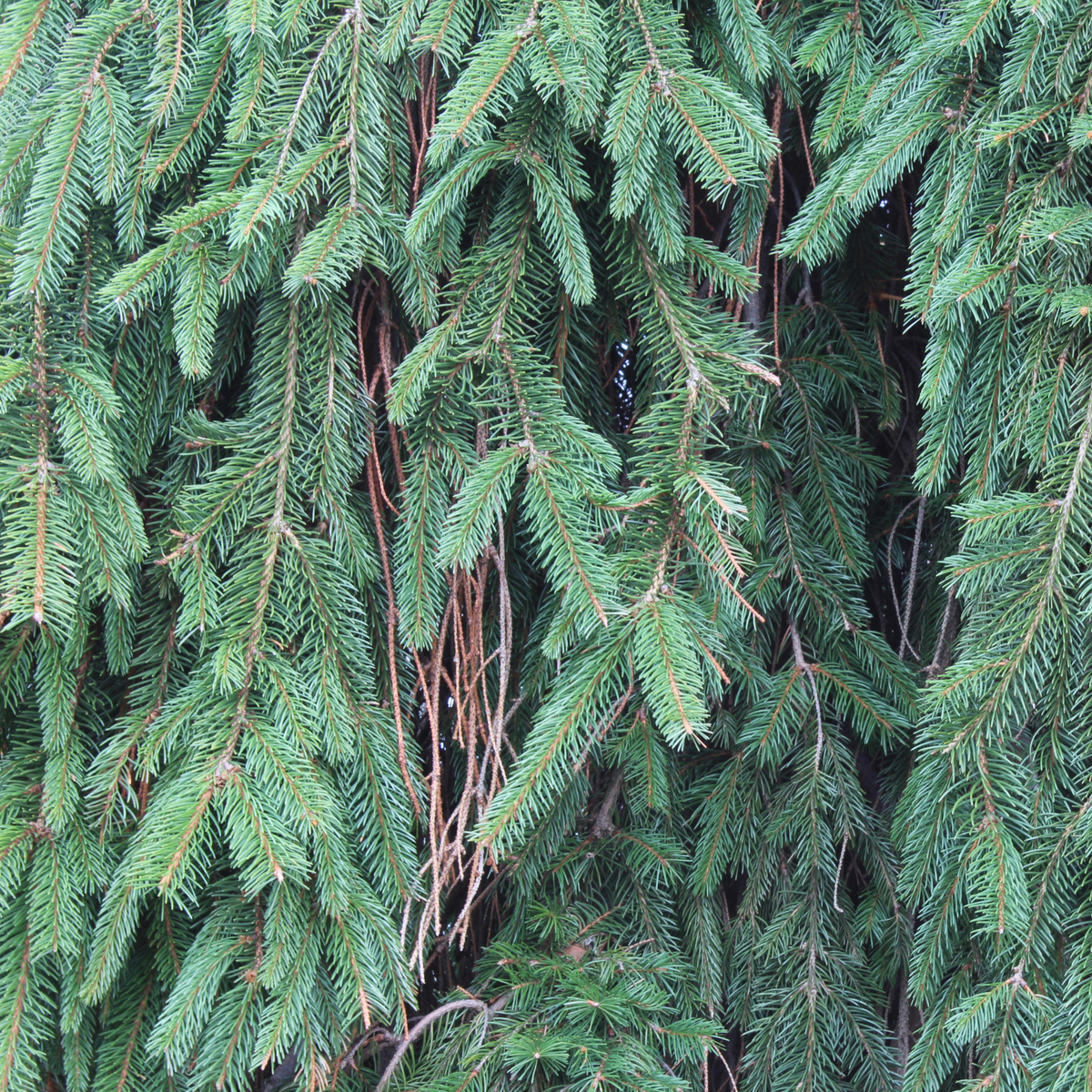 a close up of many piney branches of a weeping Norway spruce tree in an outdoor setting