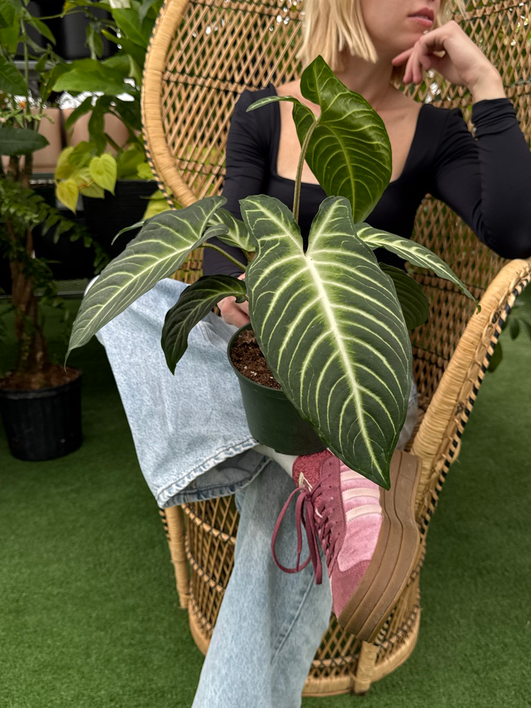 Person sitting on a wicker chair holding a potted Xanthosama Lindenii plant with a blurred background
