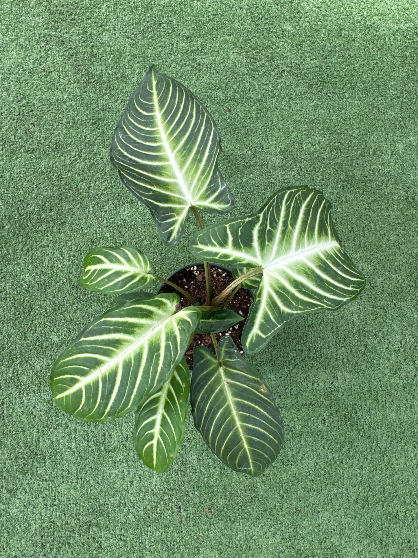 Green Xanthosama Lindenii plant with white veins on a green background