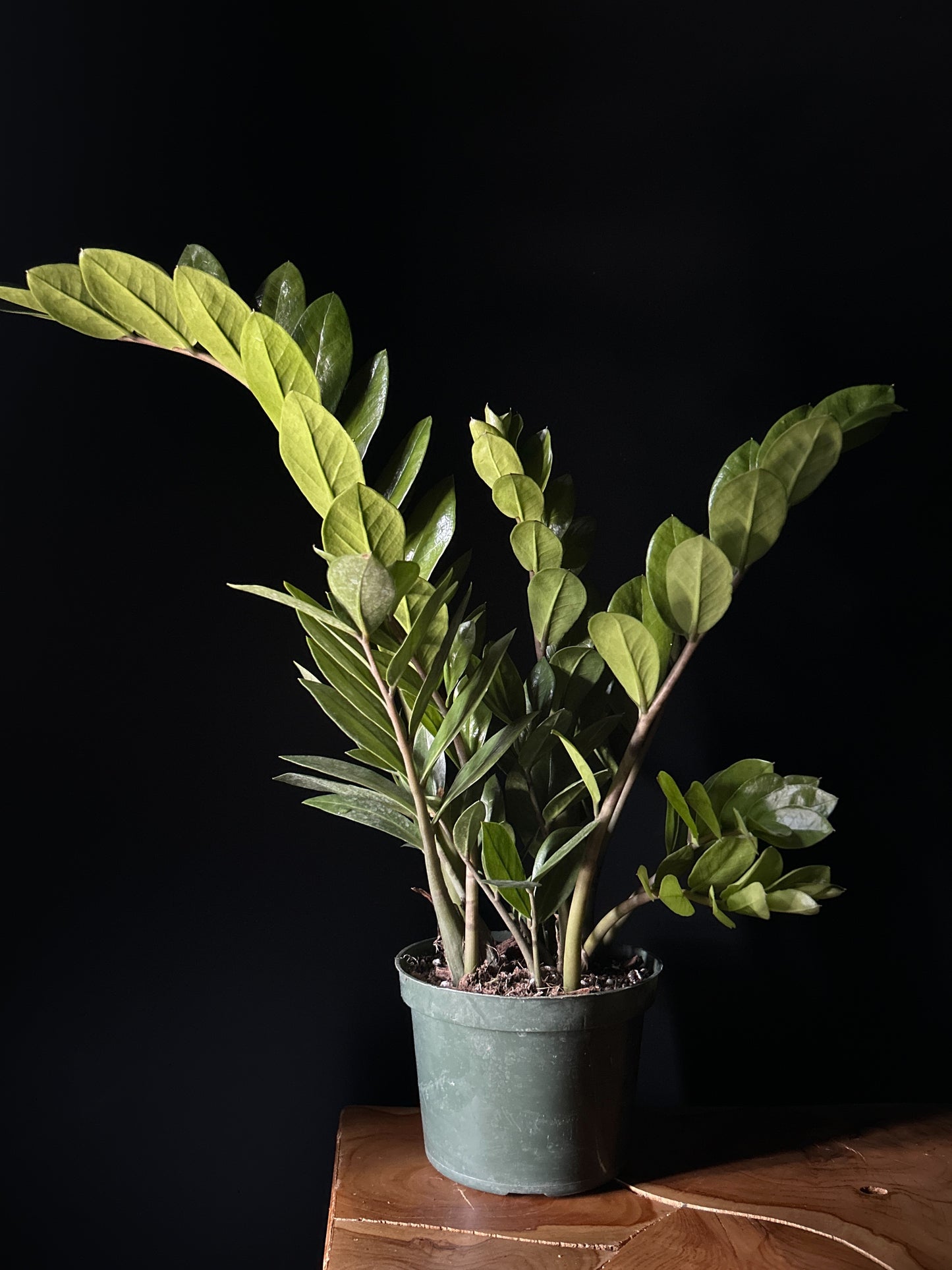 A potted Zamioculcas (ZZ Plant) with green leaves, placed on a wooden surface against a black background.