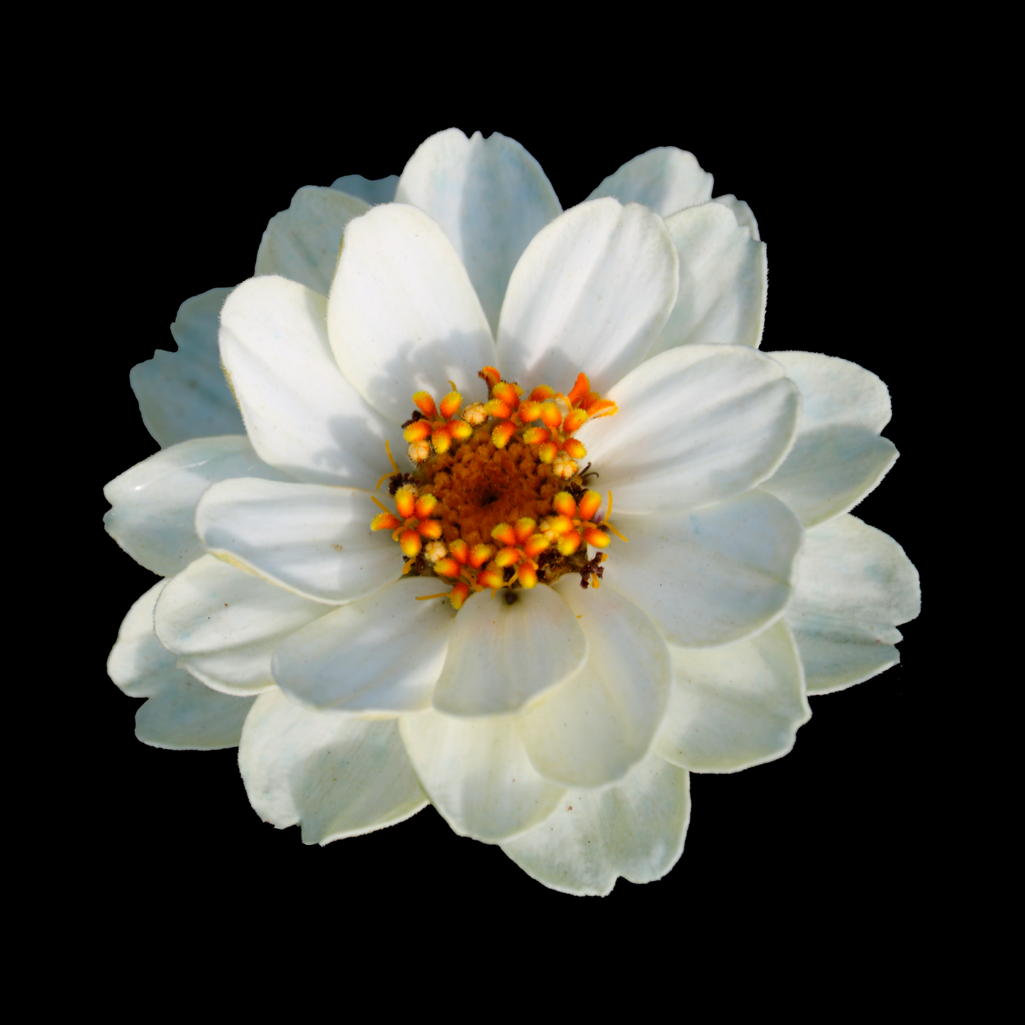 a close up of a singular white zinnia profusion white flower with a yellow centre against a black background