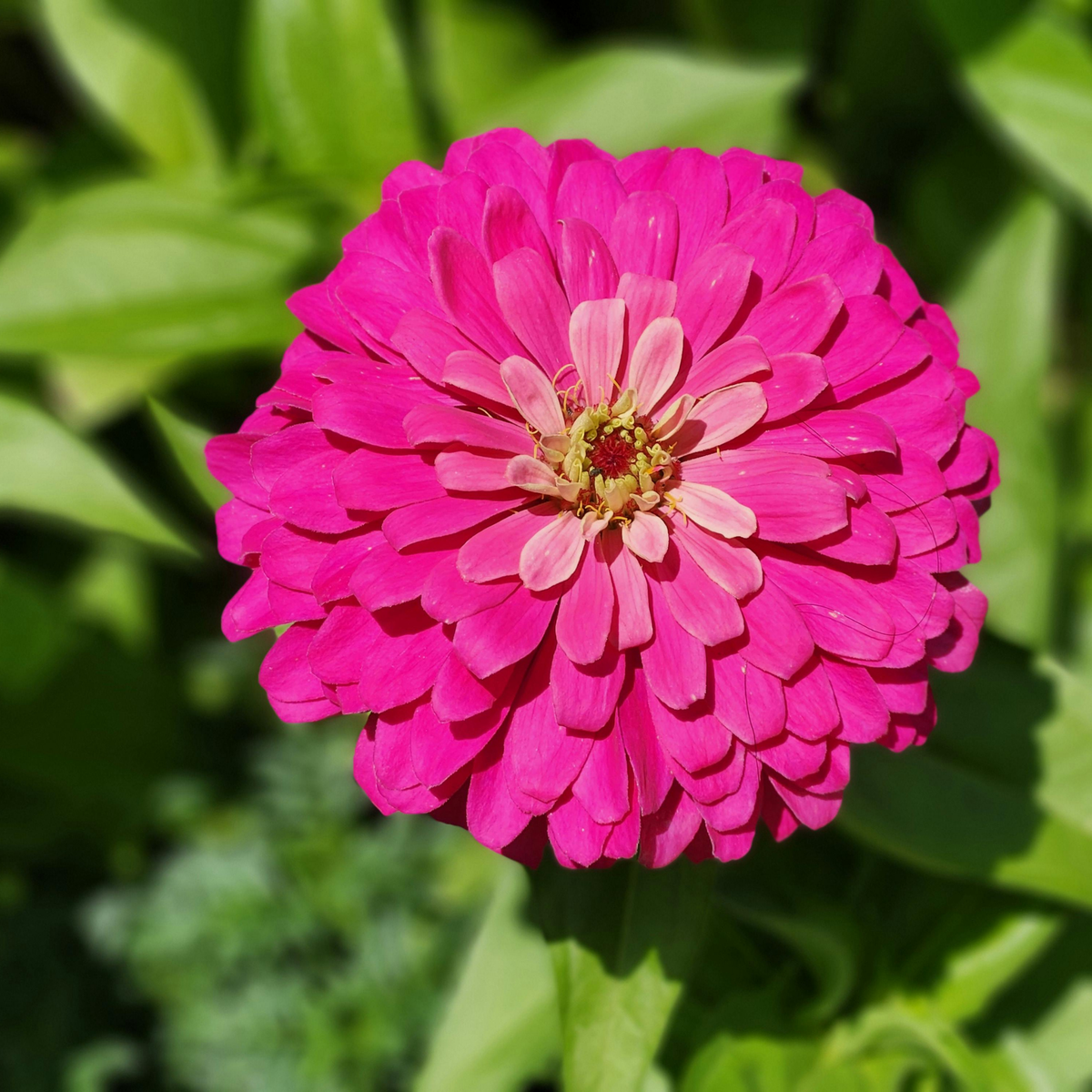 a close up of a bright pink zinnia elegant mix full flower with a yellow centre against a soft blurred green leafy background in an outdoor setting