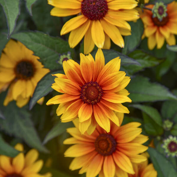 Sundial PPAF False Sunflower (PW)