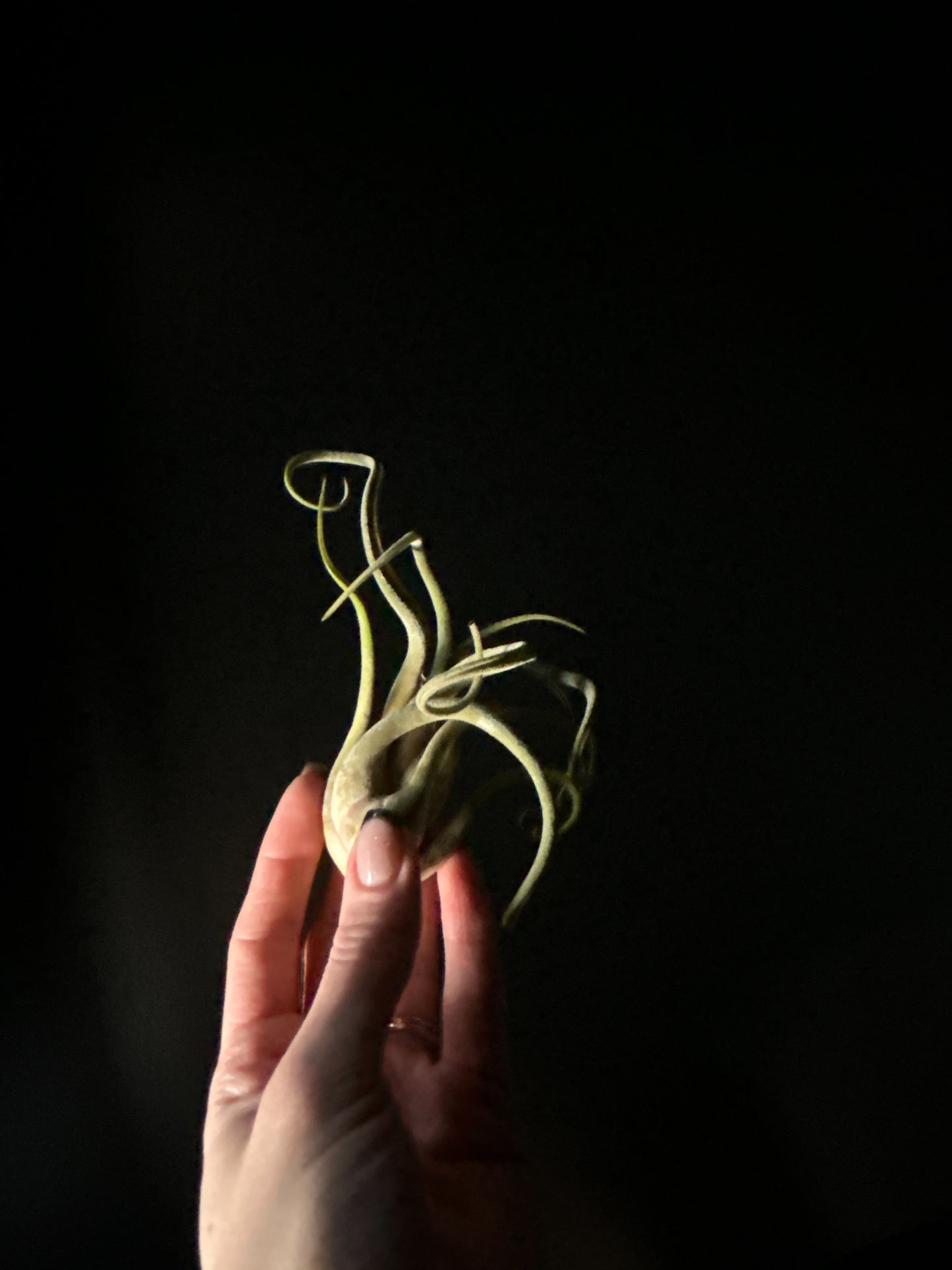 A hand holding a green air plant against a dark background.