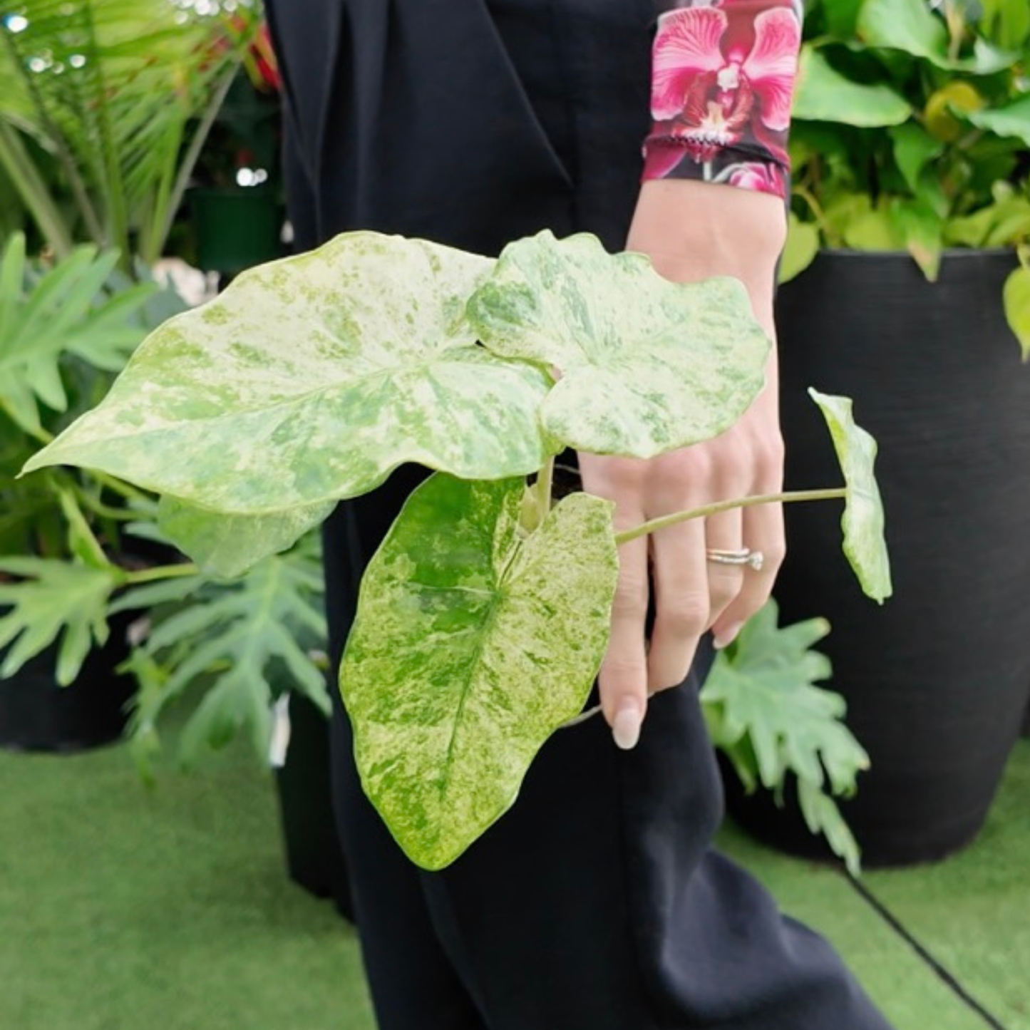 a picture of a woman holding an alocasia macrorrhiza camouflage variegata in a greenhouse setting