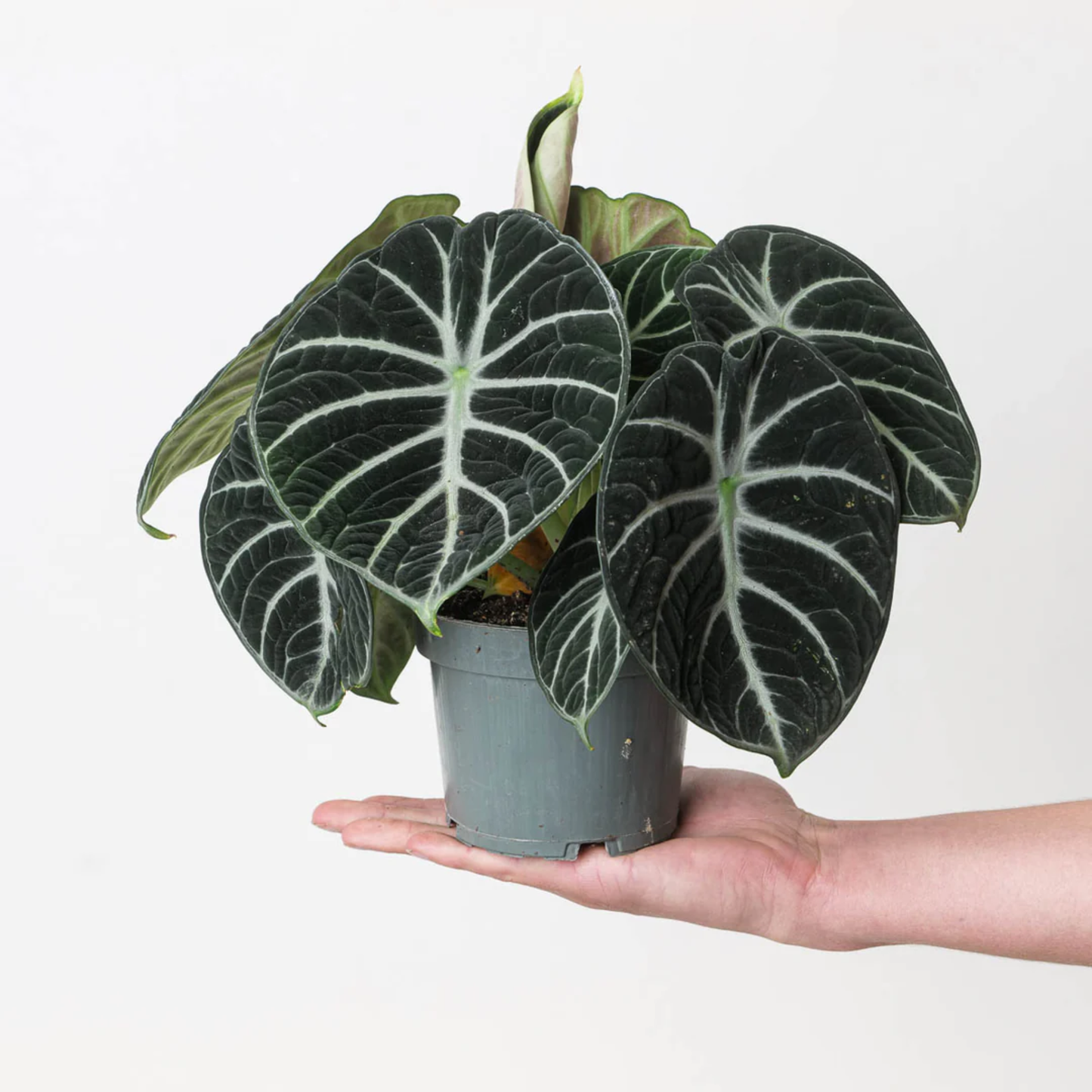 a hand holding a potted alocasia ninja with large dark green leaves and a white background