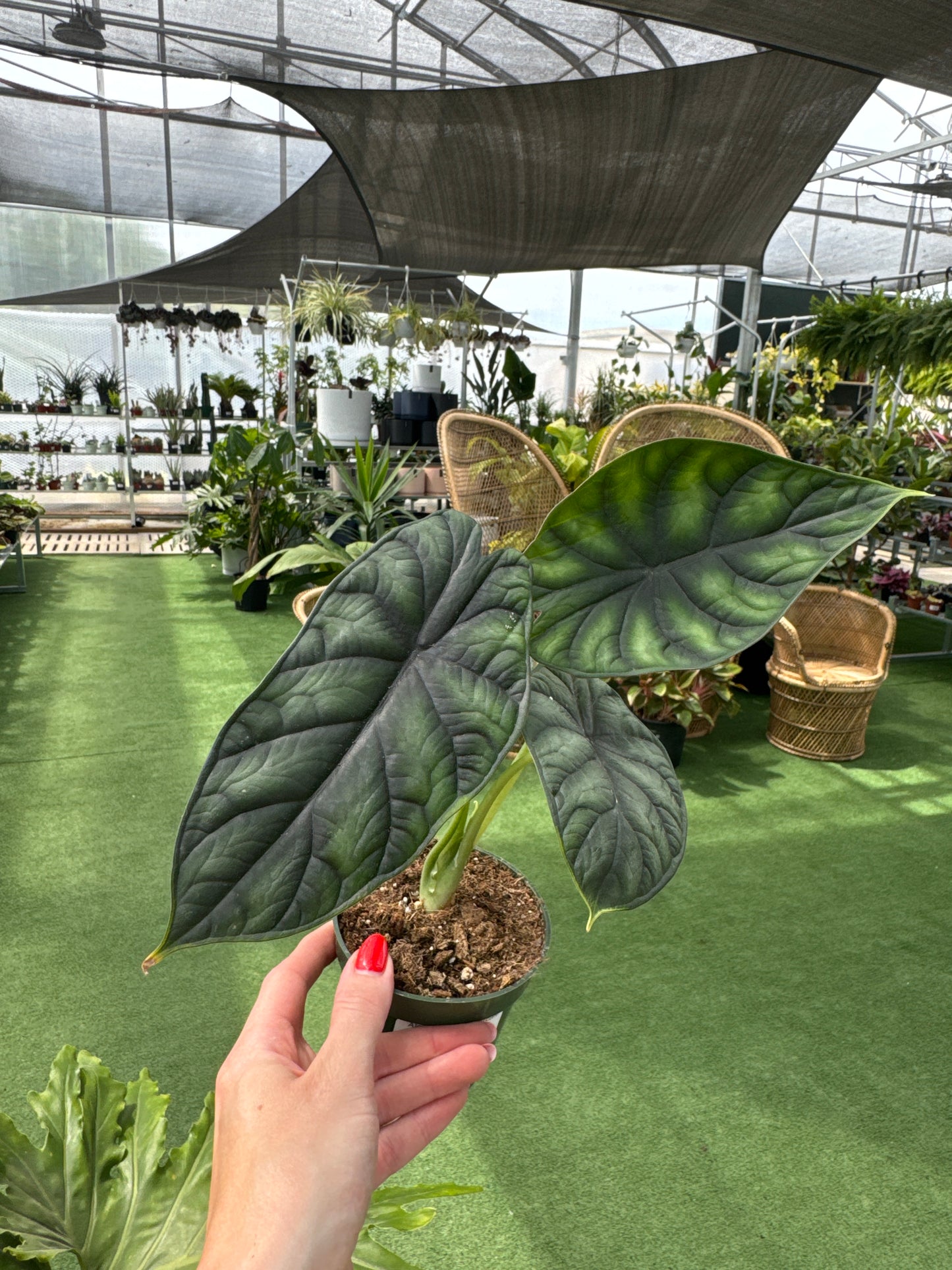 Person holding a potted alocasia dragon scale plant in a greenhouse setting