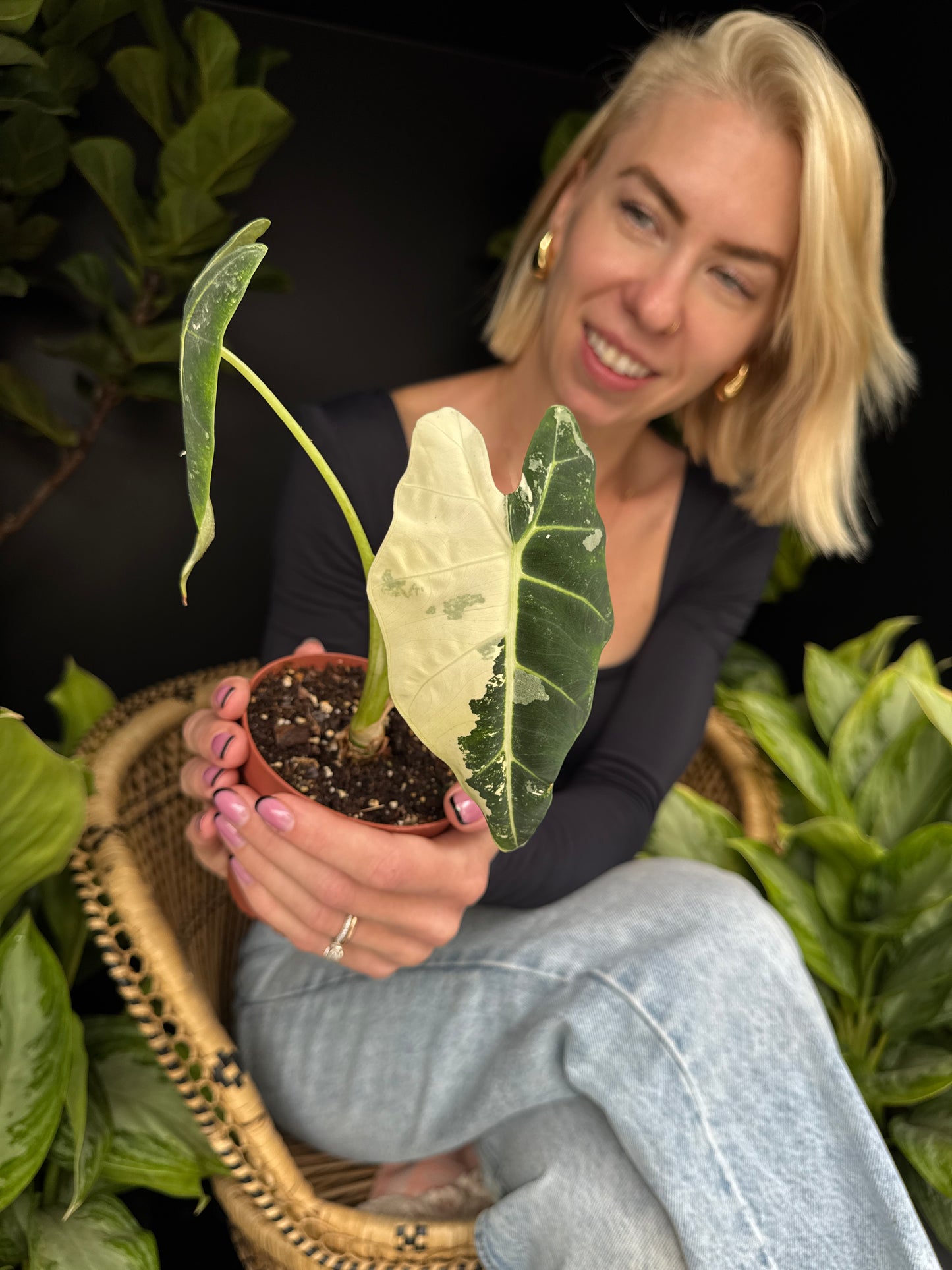 person holding an alocasia frydek with green and white leaves sitting on a wicker chair