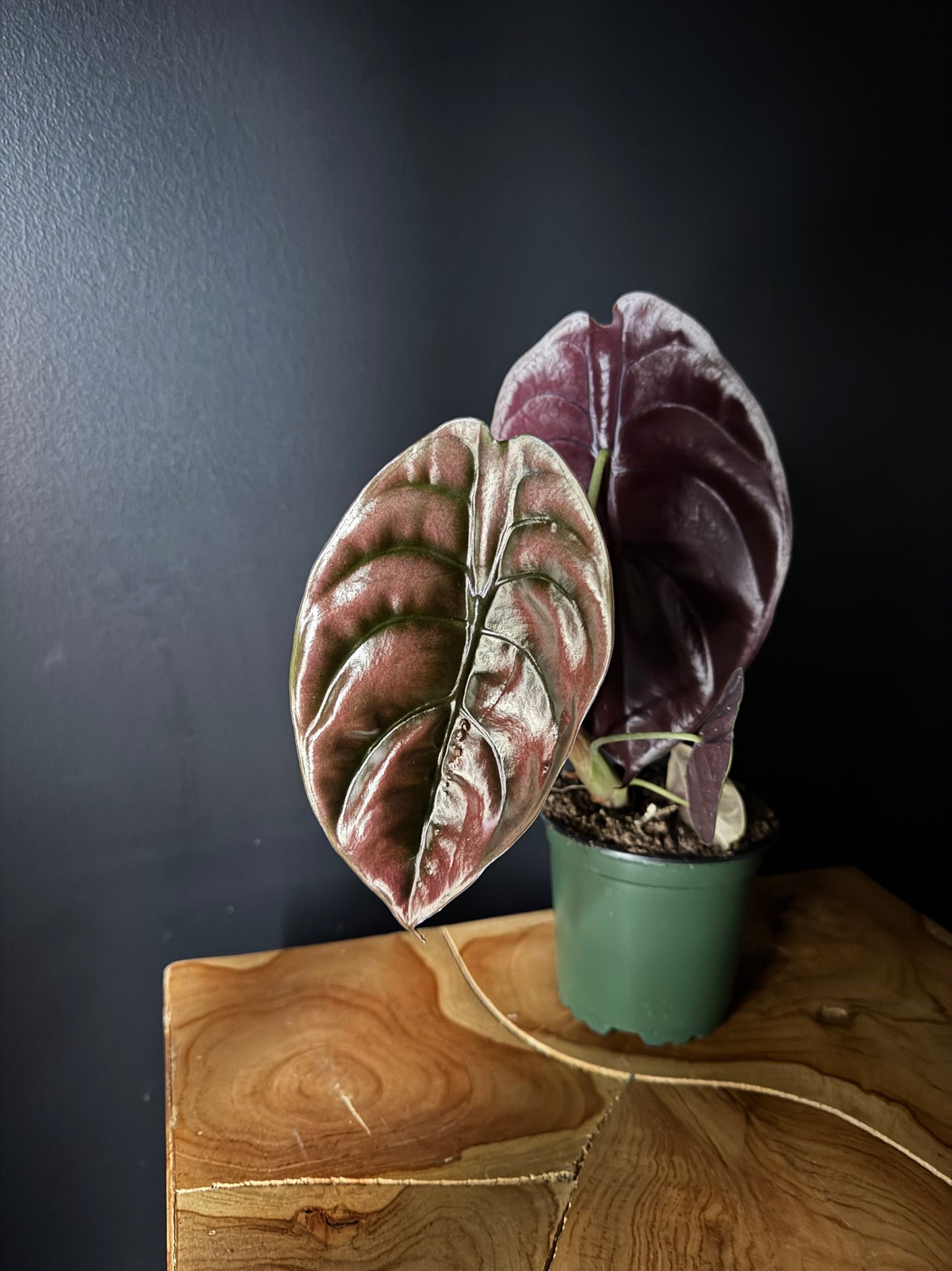alocasia red secret with red large leaves on a black background