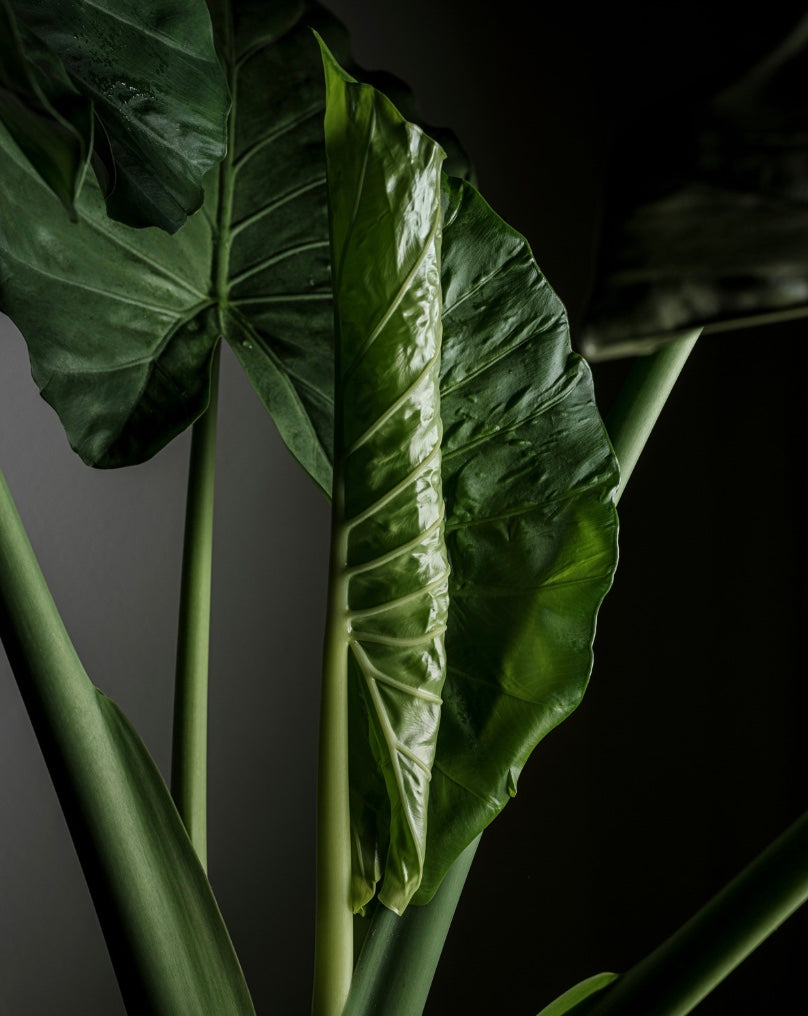 Close-up of a large green leaf against a dark background