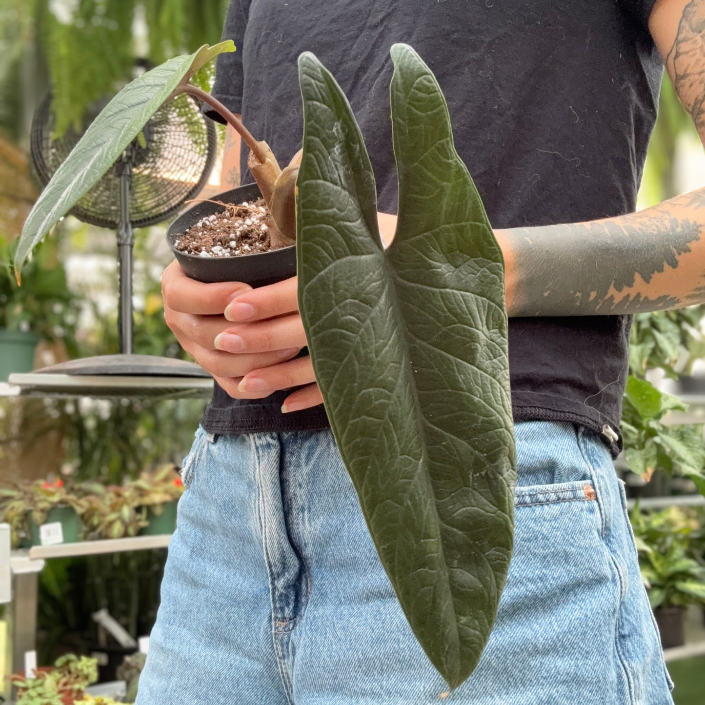 a person holding a potted alocasia scalprum tropical rare house plant in a greenhouse setting