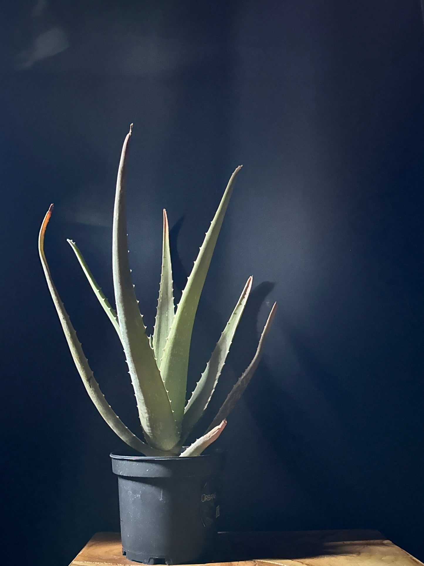 An aloe vera plant in a black pot against a dark background, with a shadow cast on the wall behind it.