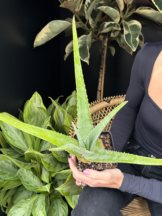 Aloe Vera