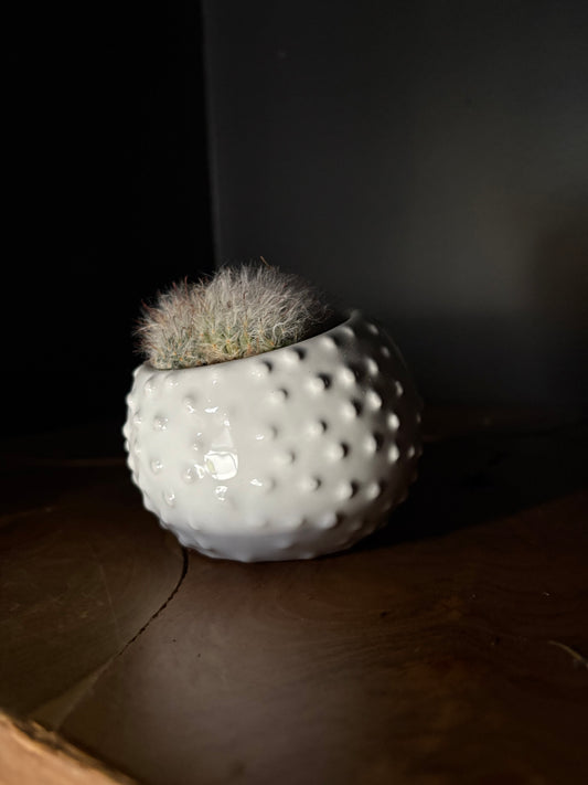 small cactus in white bumpy textured ceramic pot on wooden surface with black background
