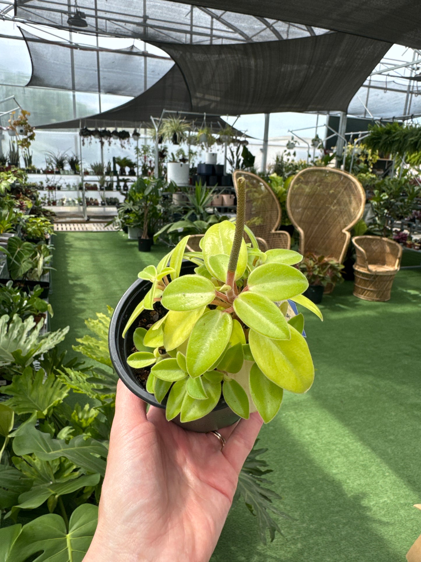 Person holding a potted peperomia plant in a greenhouse setting